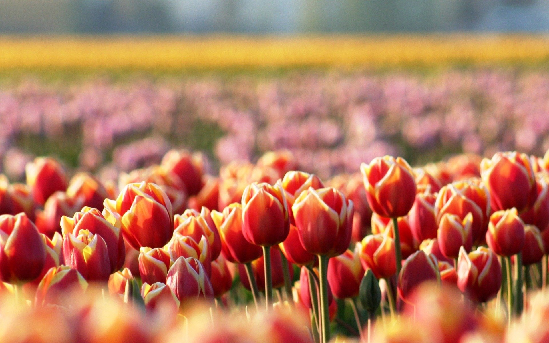 tulipani fiori rossi radura primavera sfocatura