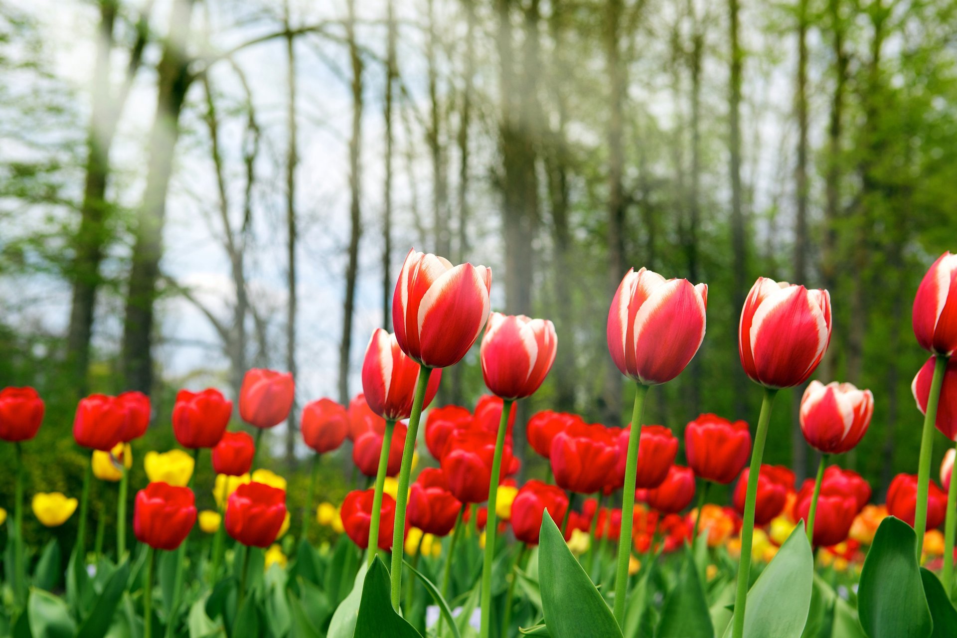 tulipanes de primavera primavera tulipanes rojo belleza