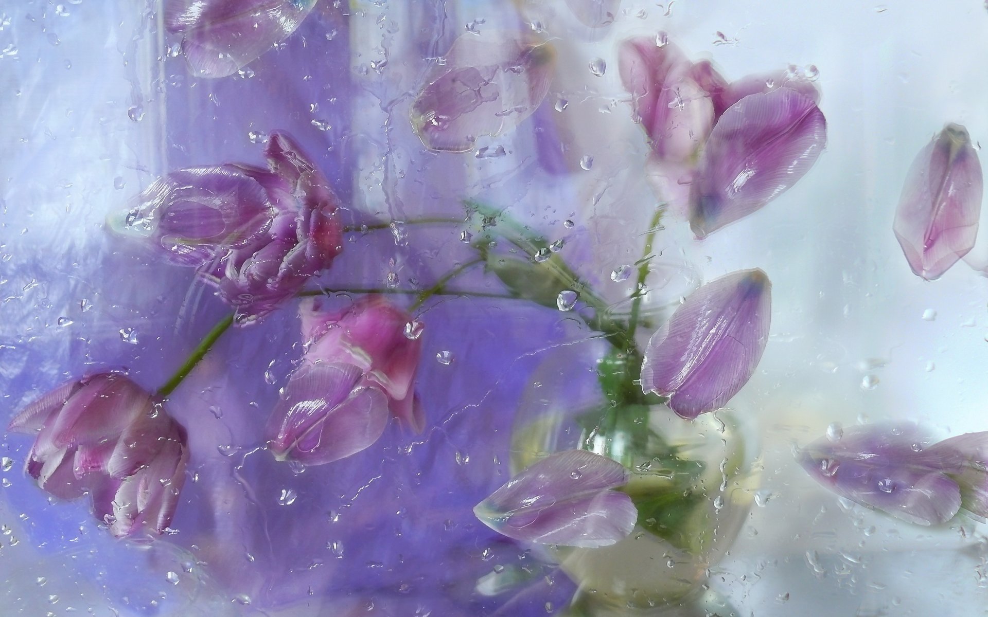 nature morte fleurs tulipes pétales composition verre gouttes