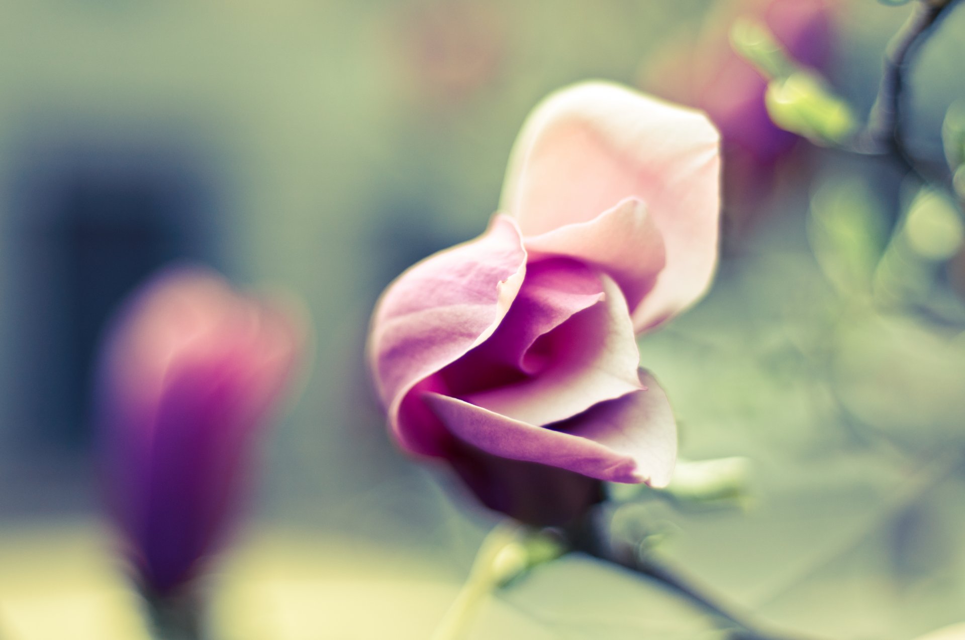 foto imagen ternura pétalos flor floración desenfoque fondo de pantalla