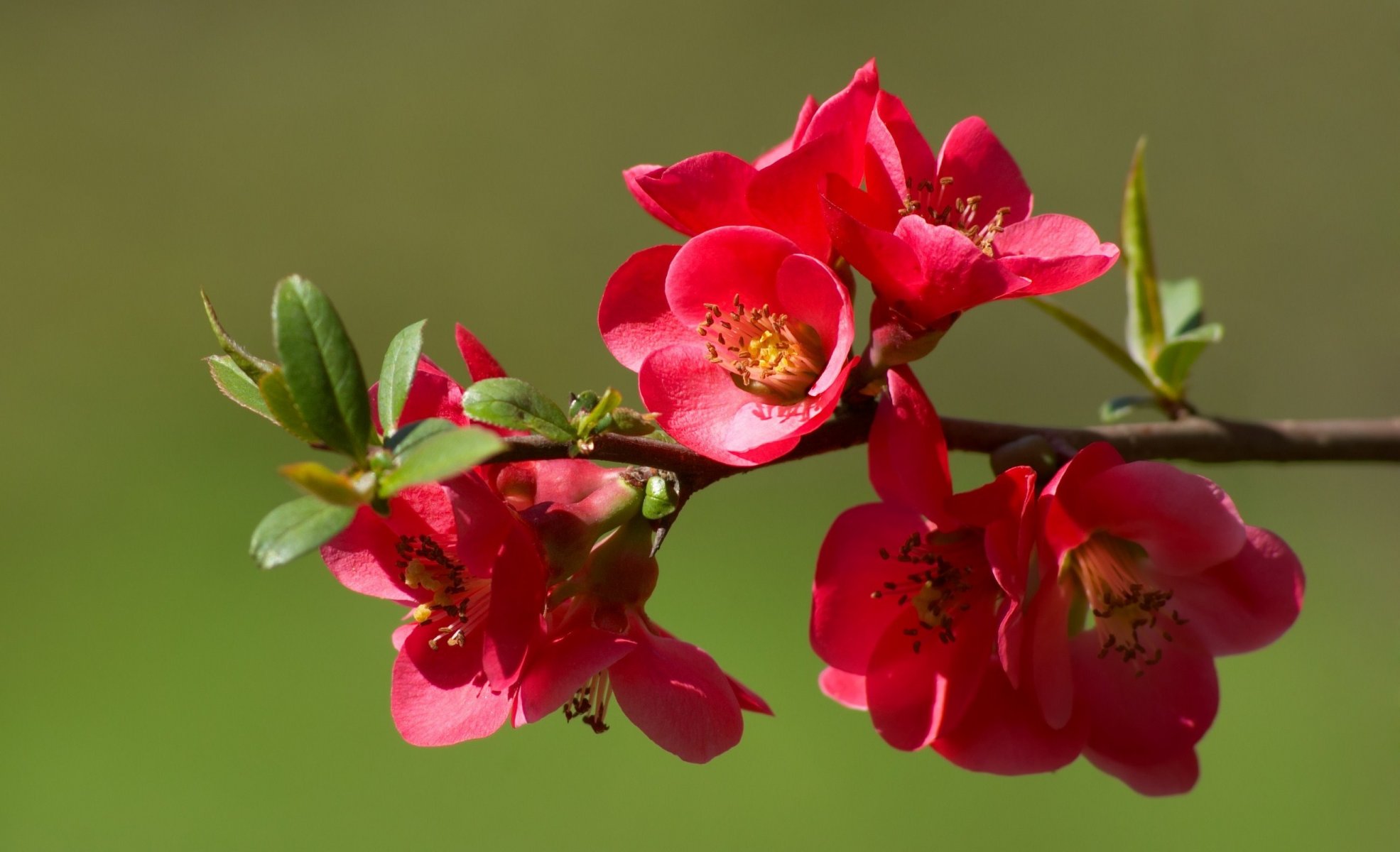 branch flower bloom quince buds spring nature