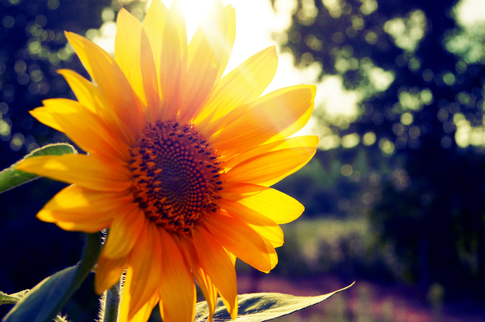 tournesol soleil été rayon