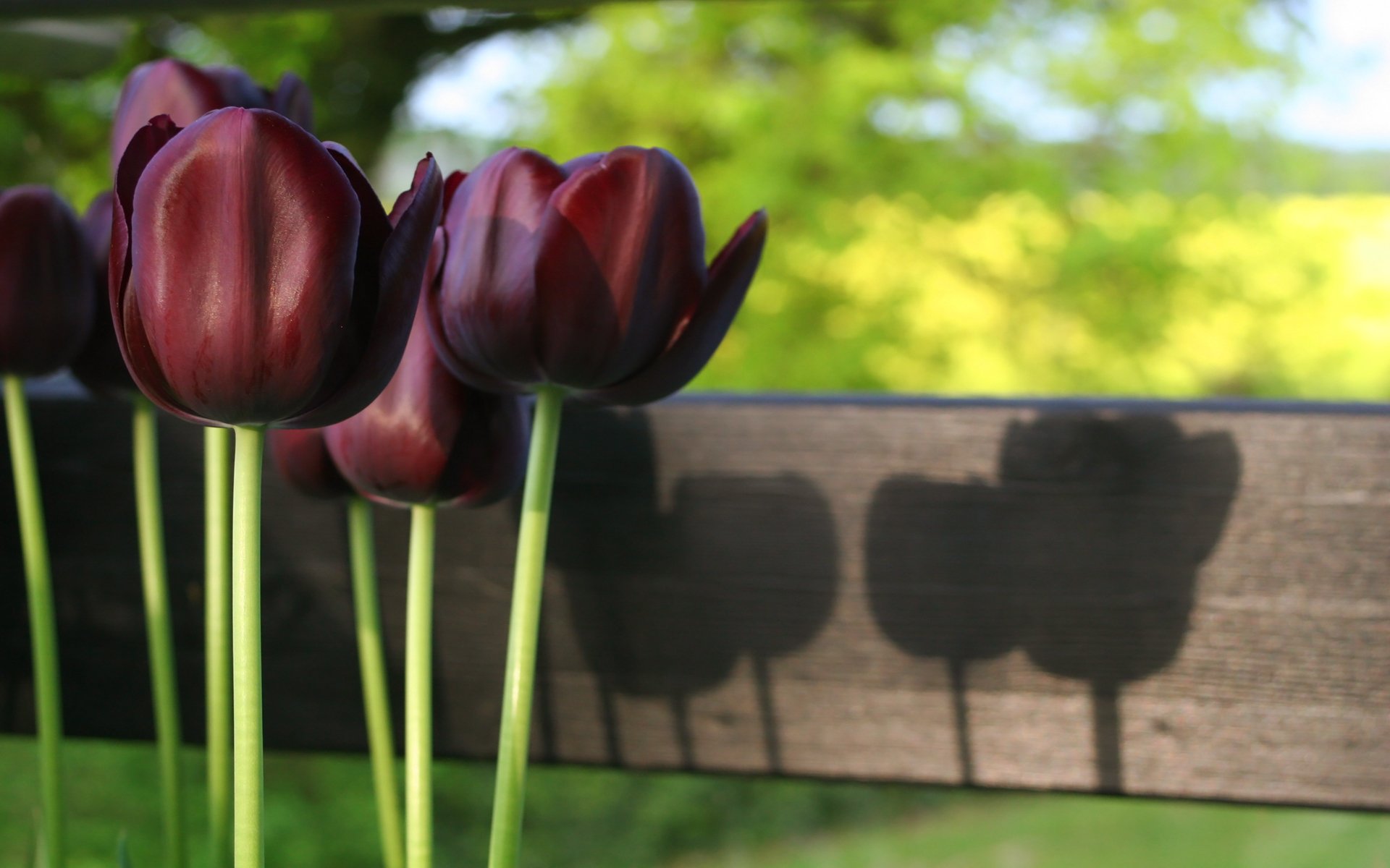 tulpen stiele licht natur frühling blumen