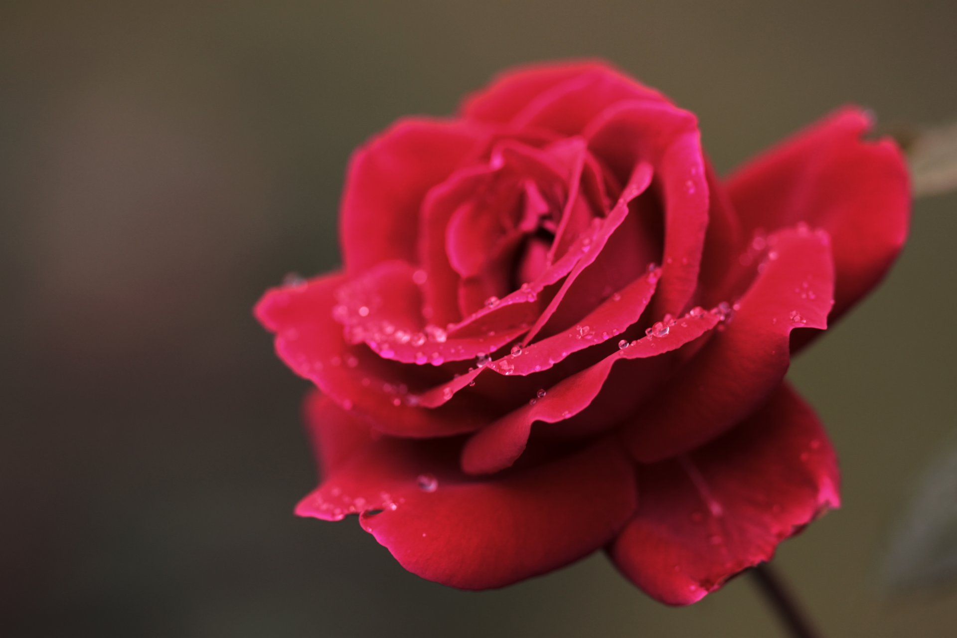 rose rouge fleur pétales rosée gouttes gros plan