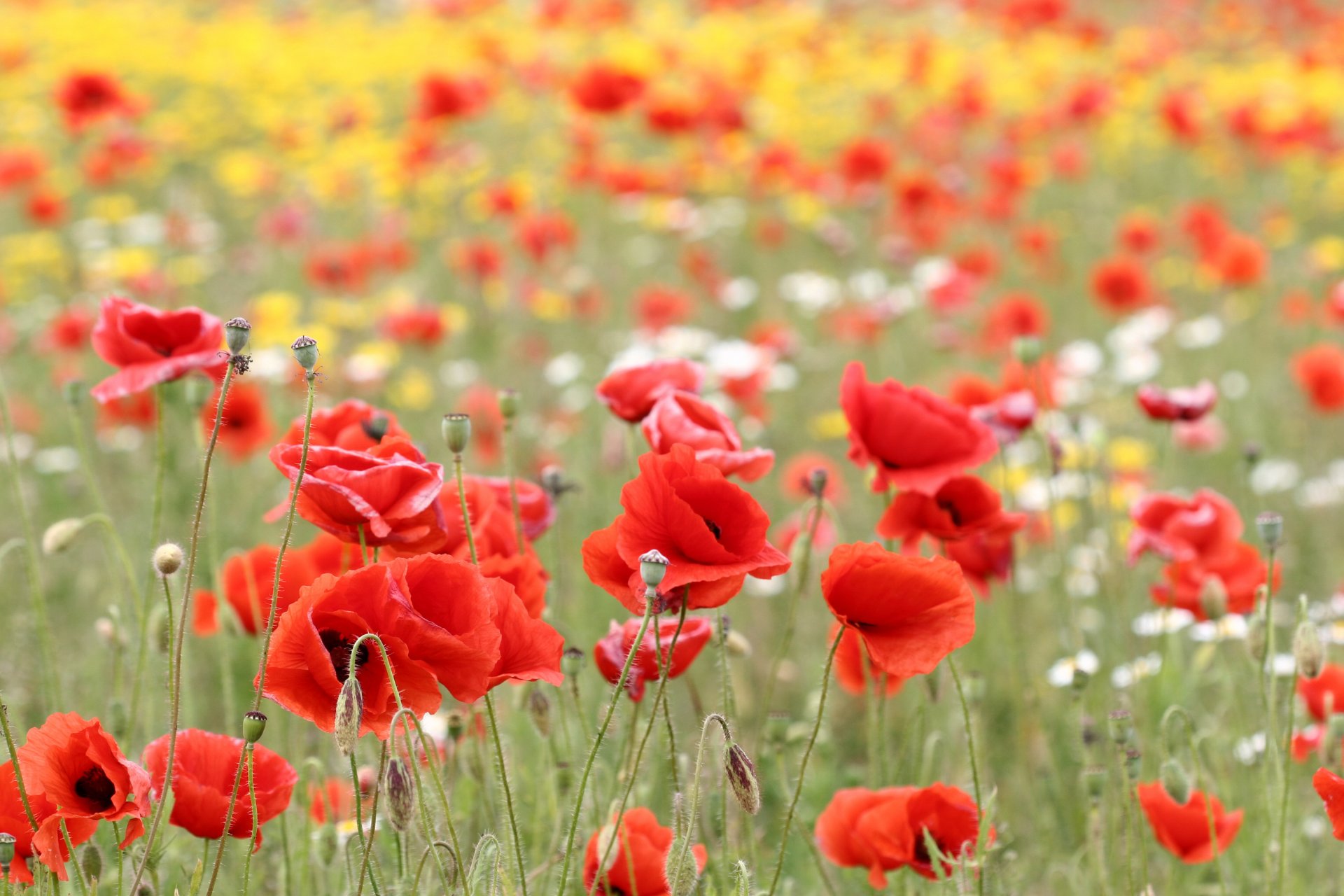 coquelicots fleurs bourgeons pétales rouge champ nature