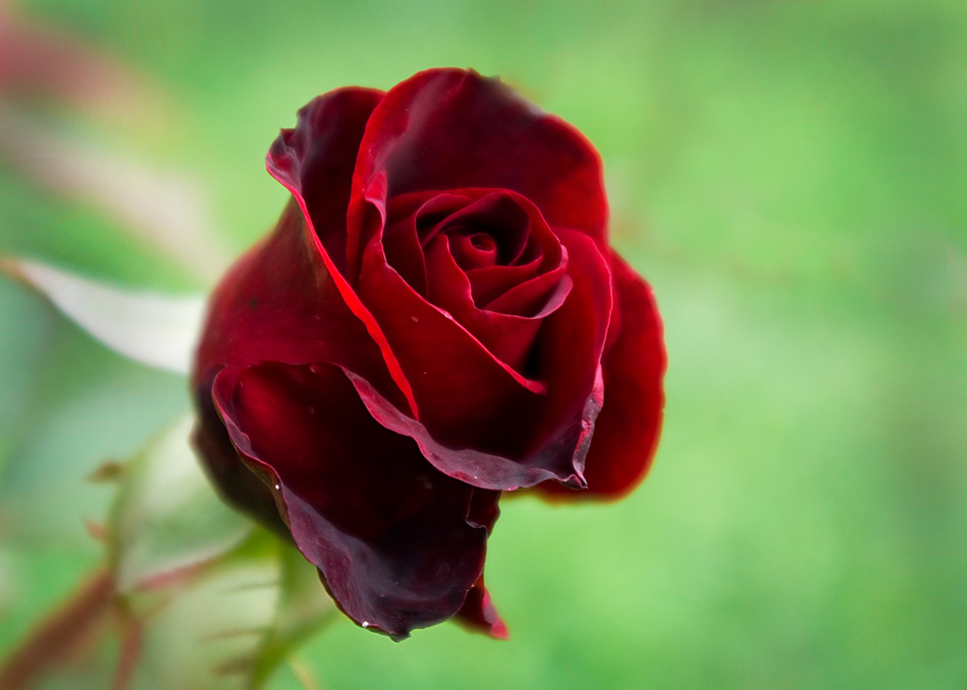 rosa natura flora bellezza rosso