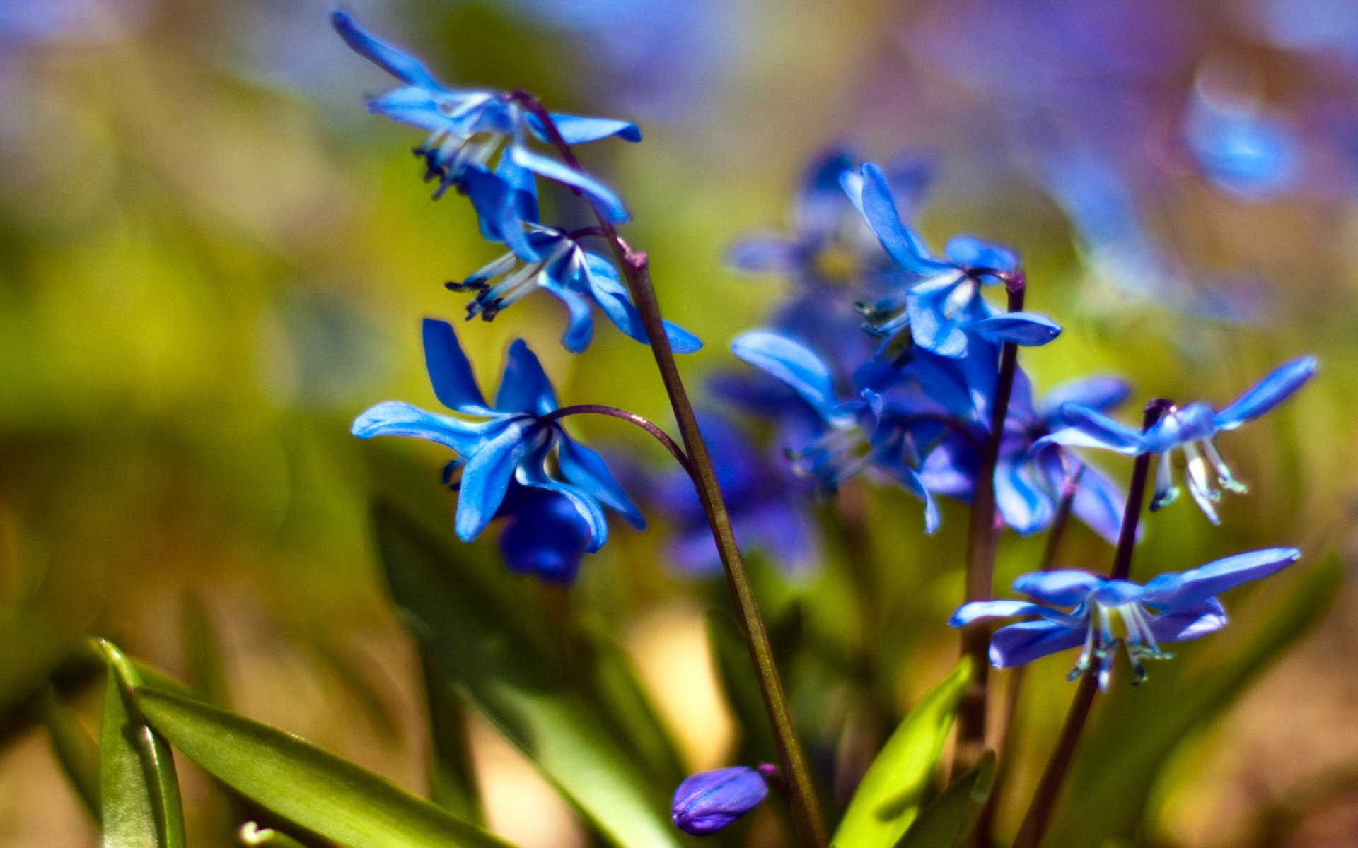 scylla sprossen schneeglöckchen blumen blau primel frühling makro