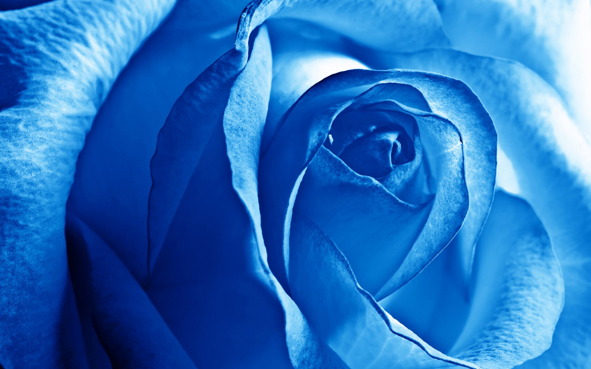 rose blue flower beautiful wallpapers nature rose blue flowers petals beauty