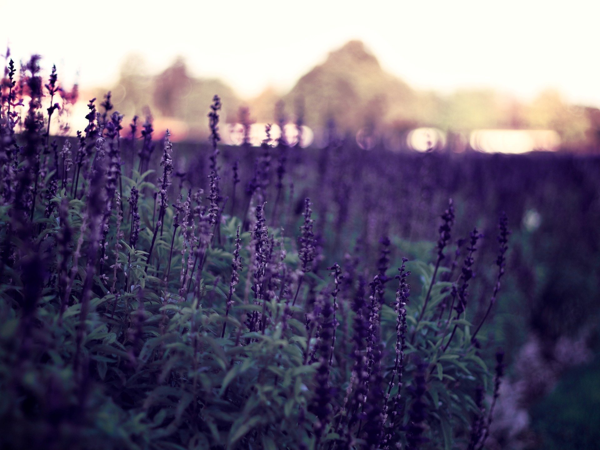 purple flowers plants evening nature background bokeh wallpapers picture