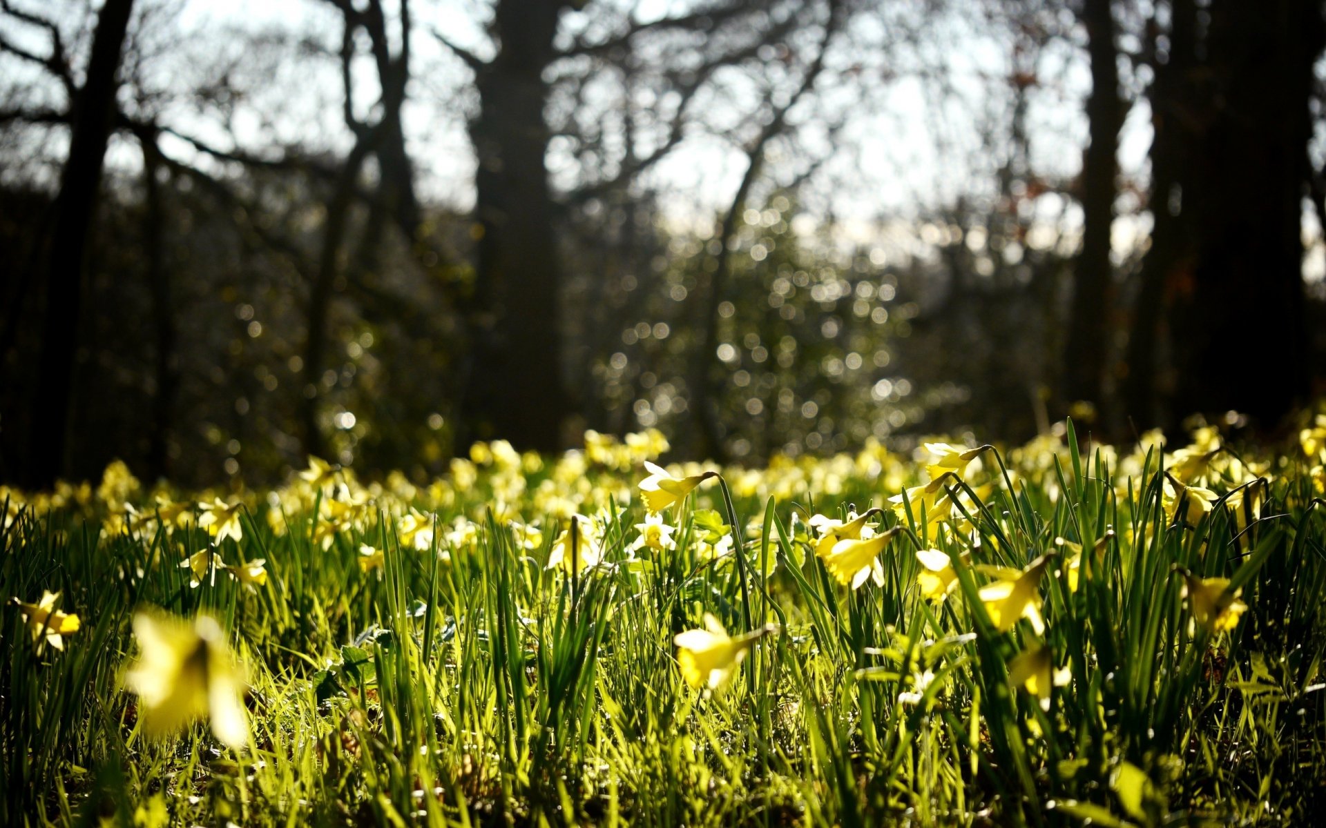 flower daffodils buds yellow field spring nature