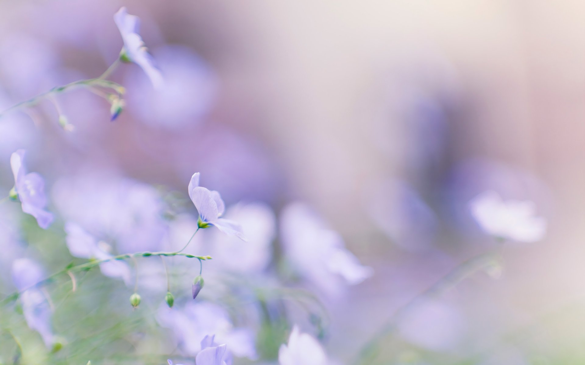 blue tender blur spring summer close up flower