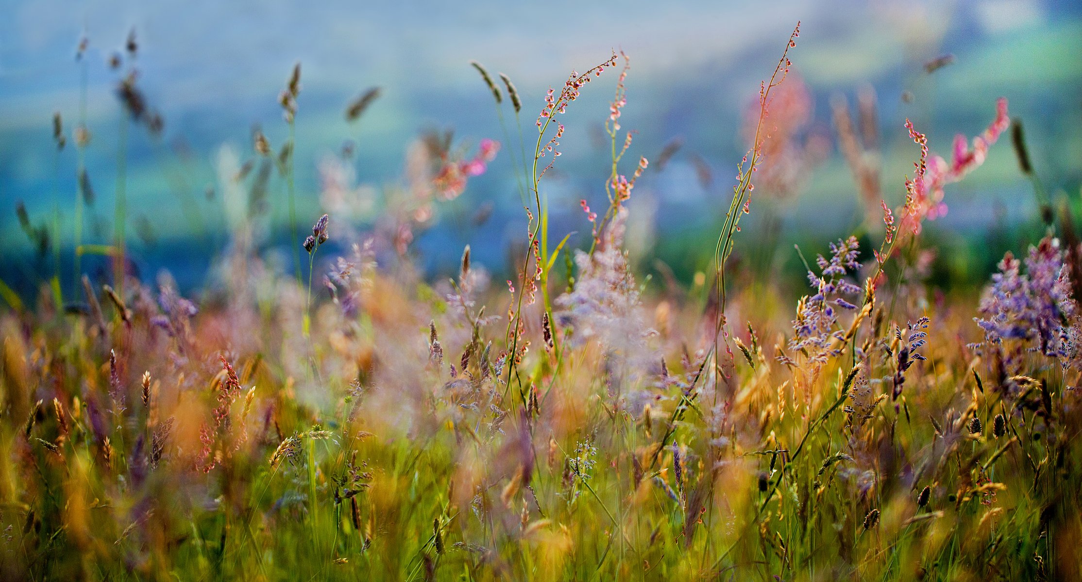 herbe fleurs champ