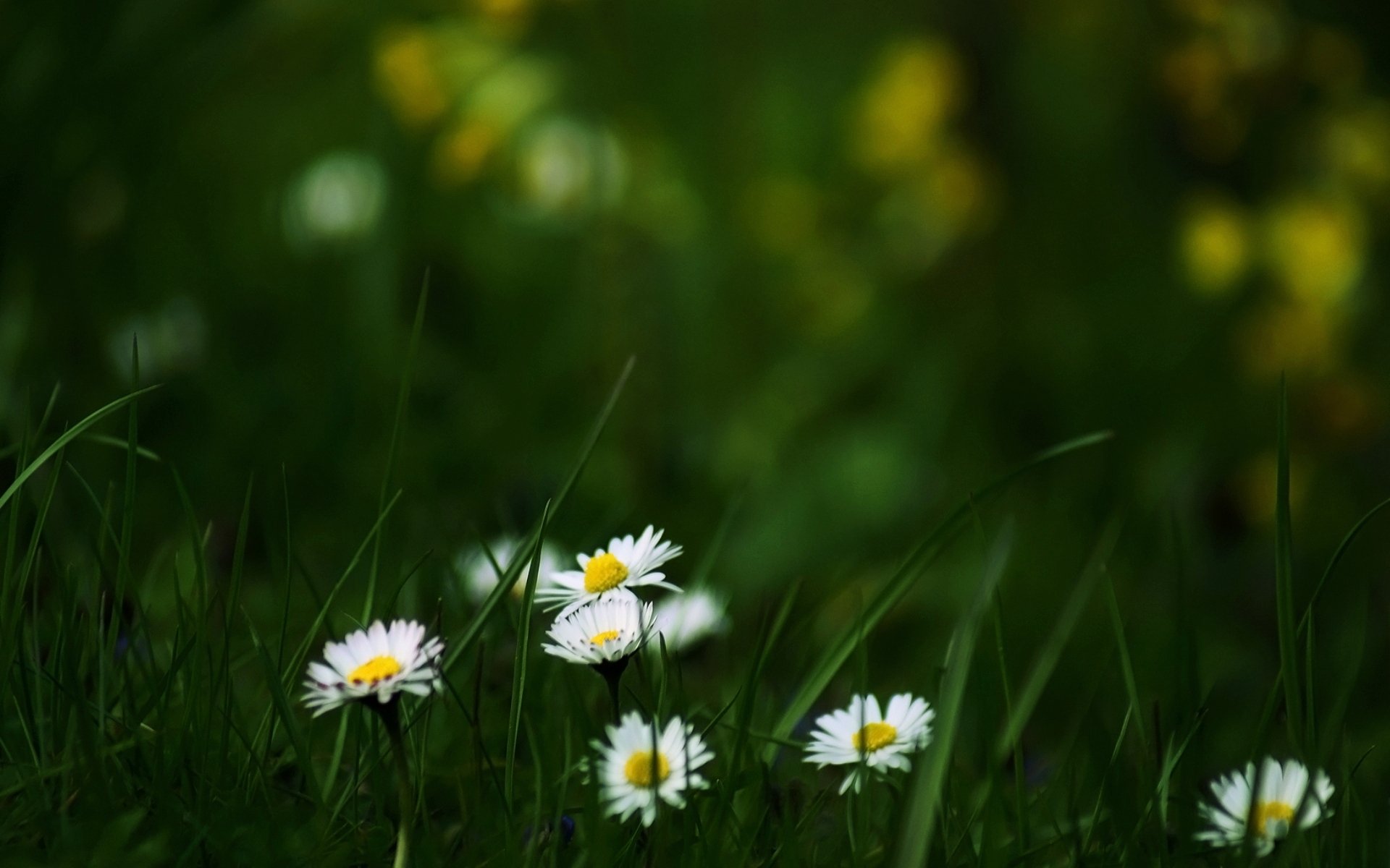 glade grass flowers daisies summer flowering nature wallpaper