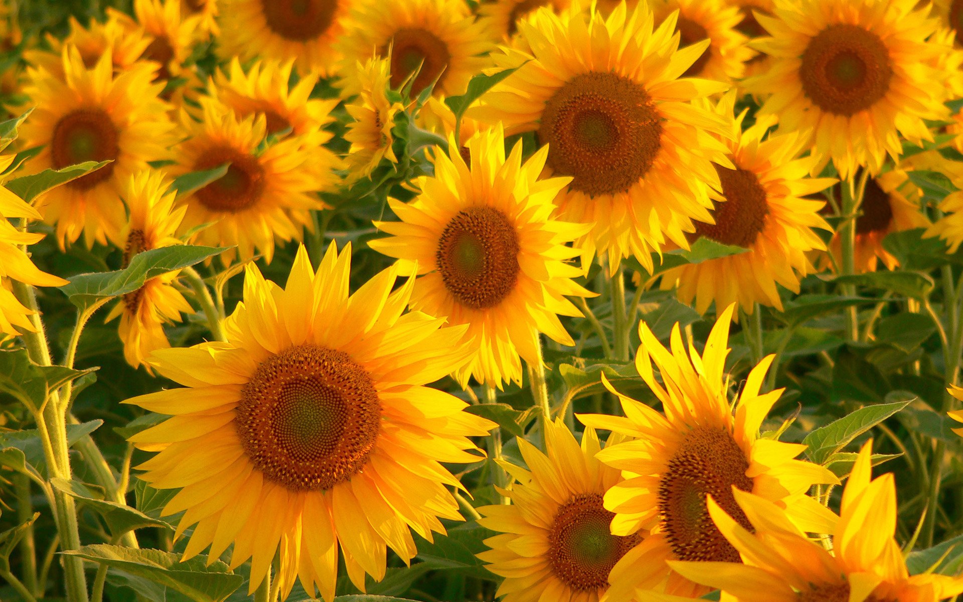 fleurs tournesols beaucoup verdure