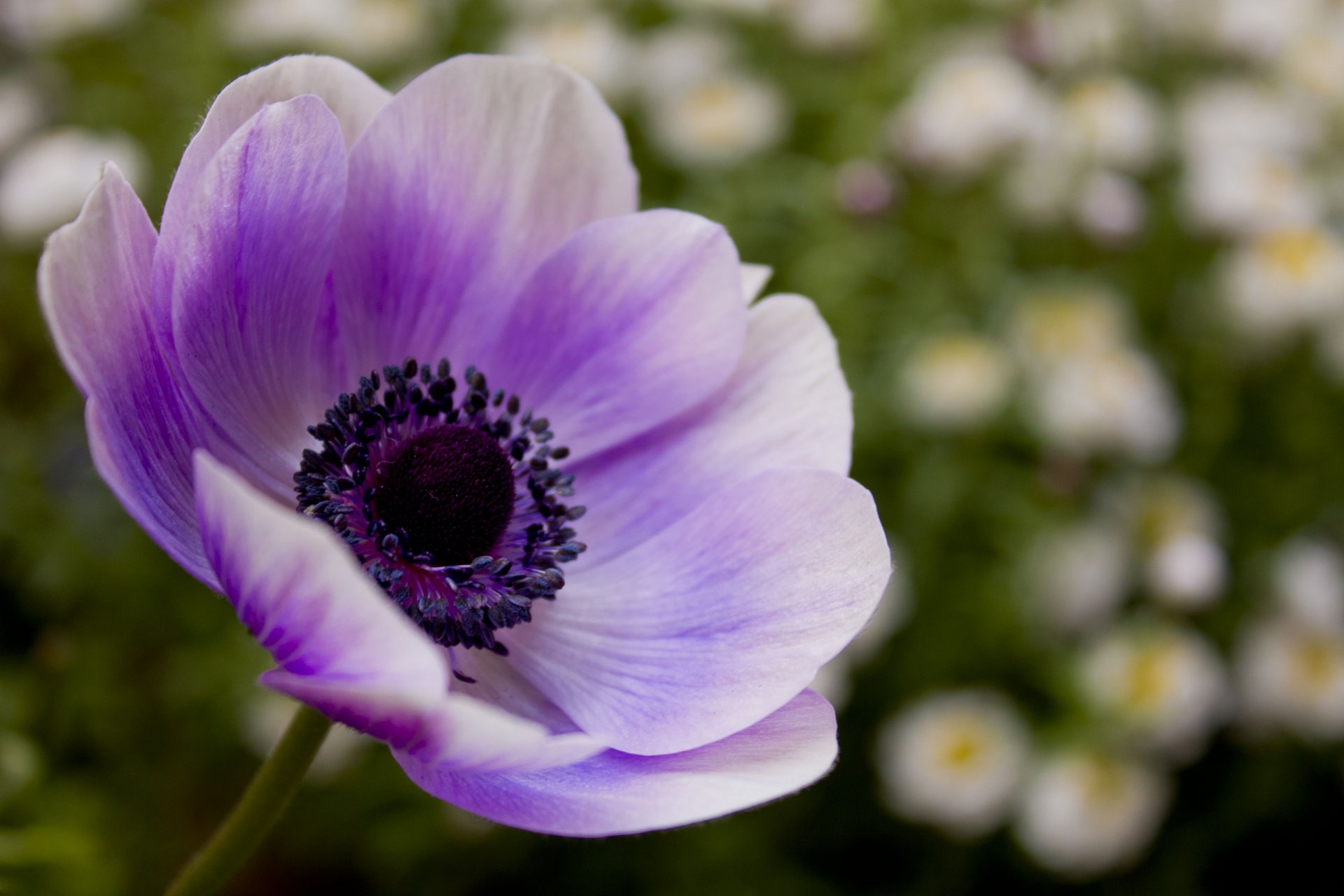 poppy lilac purple flower petals nature flowers blurriness macro