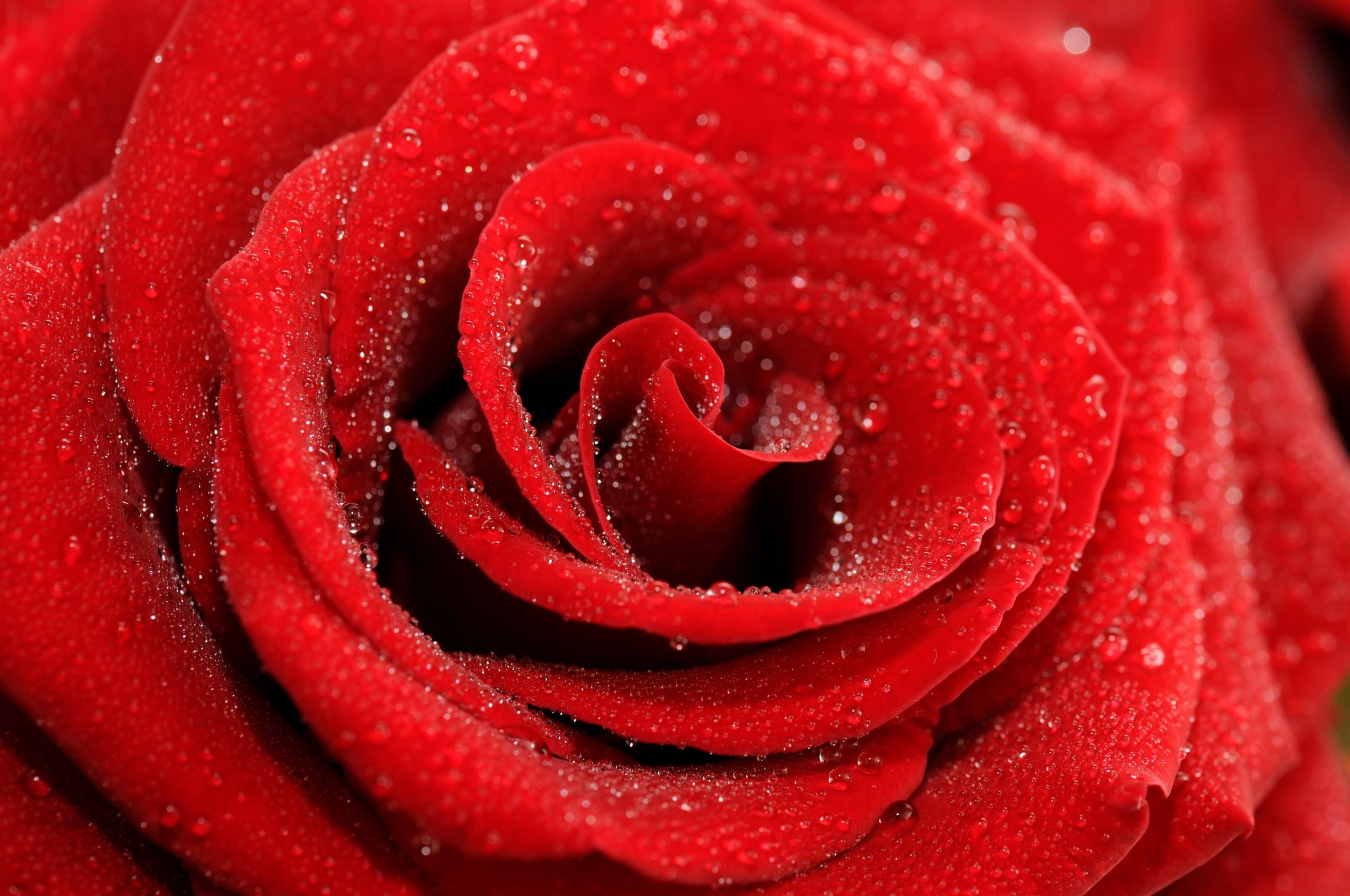 rose bud petals red flower drops close up