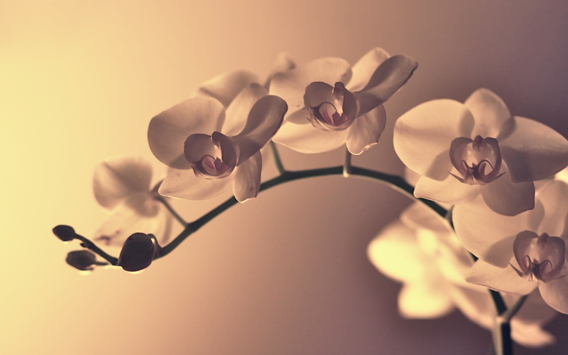 fleur fleurs pétales branche flexion gros plan