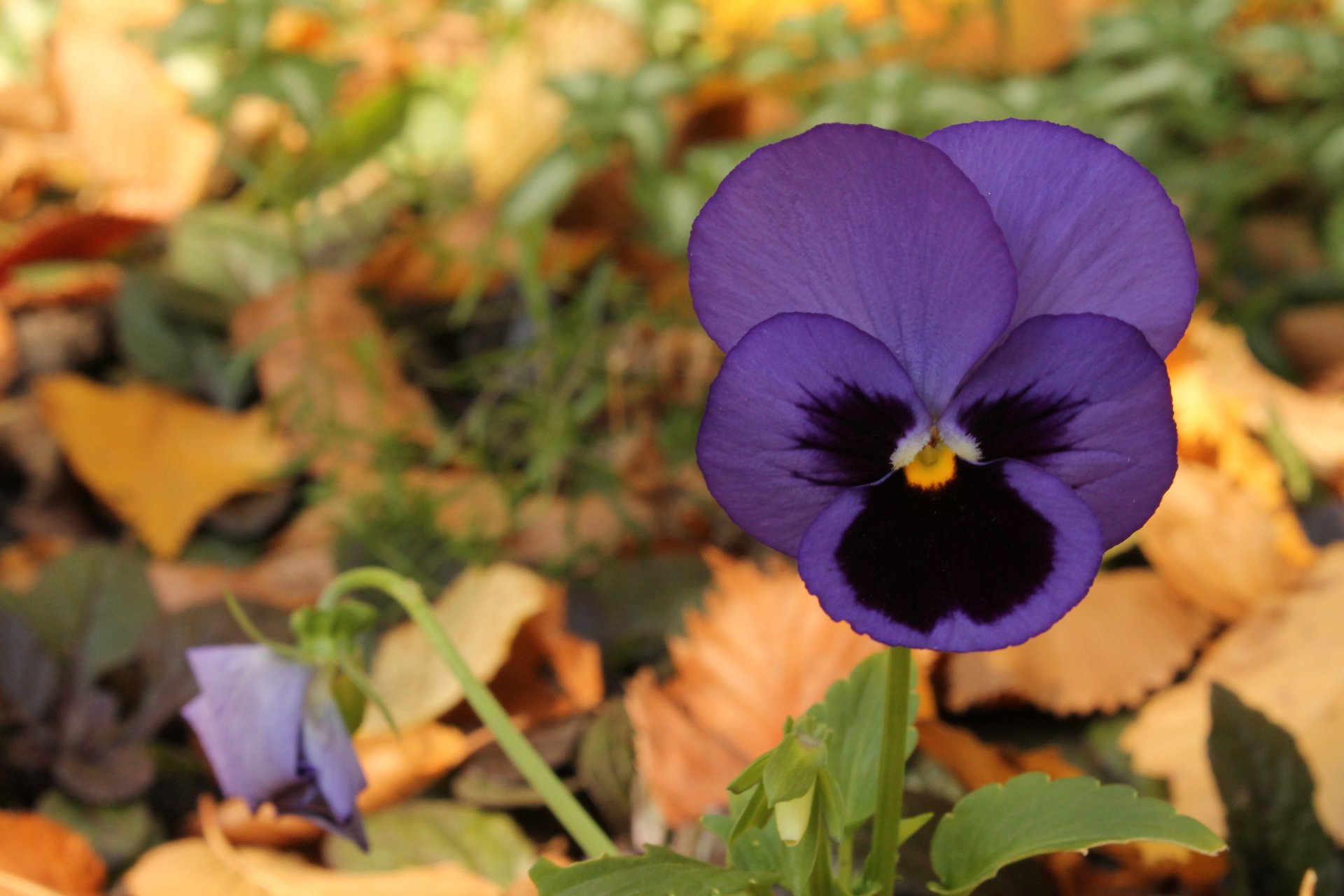 viola viola fiore autunno