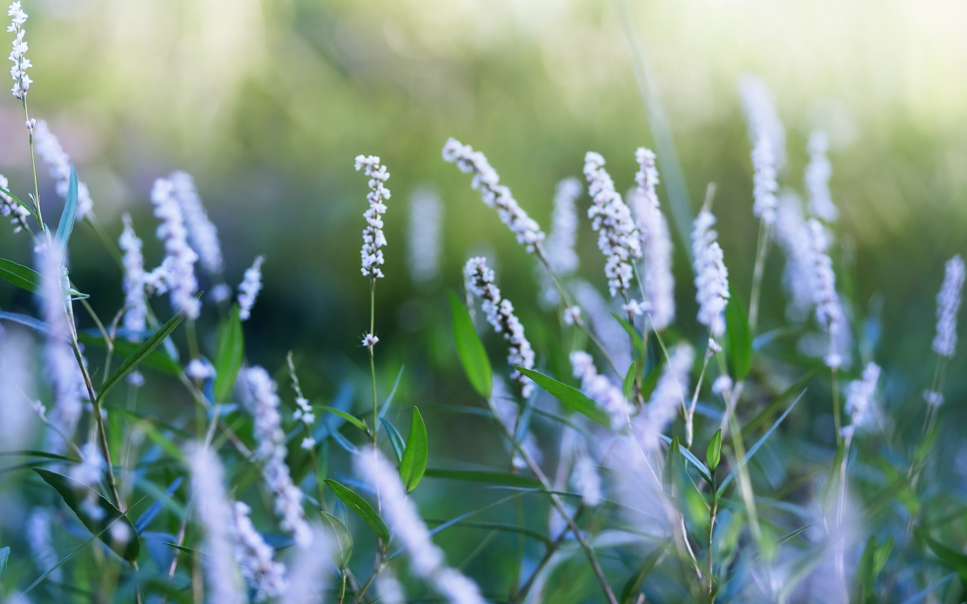 sommer natur lichtung pflanzen blumen blüte stiele blätter hintergrund tapete