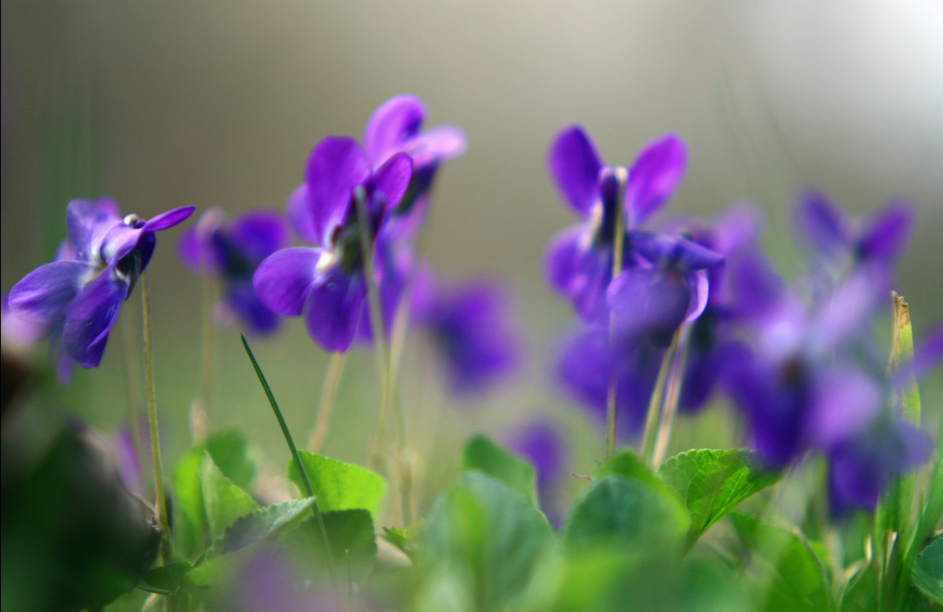 violettes fleurs violet plantes gros plan printemps