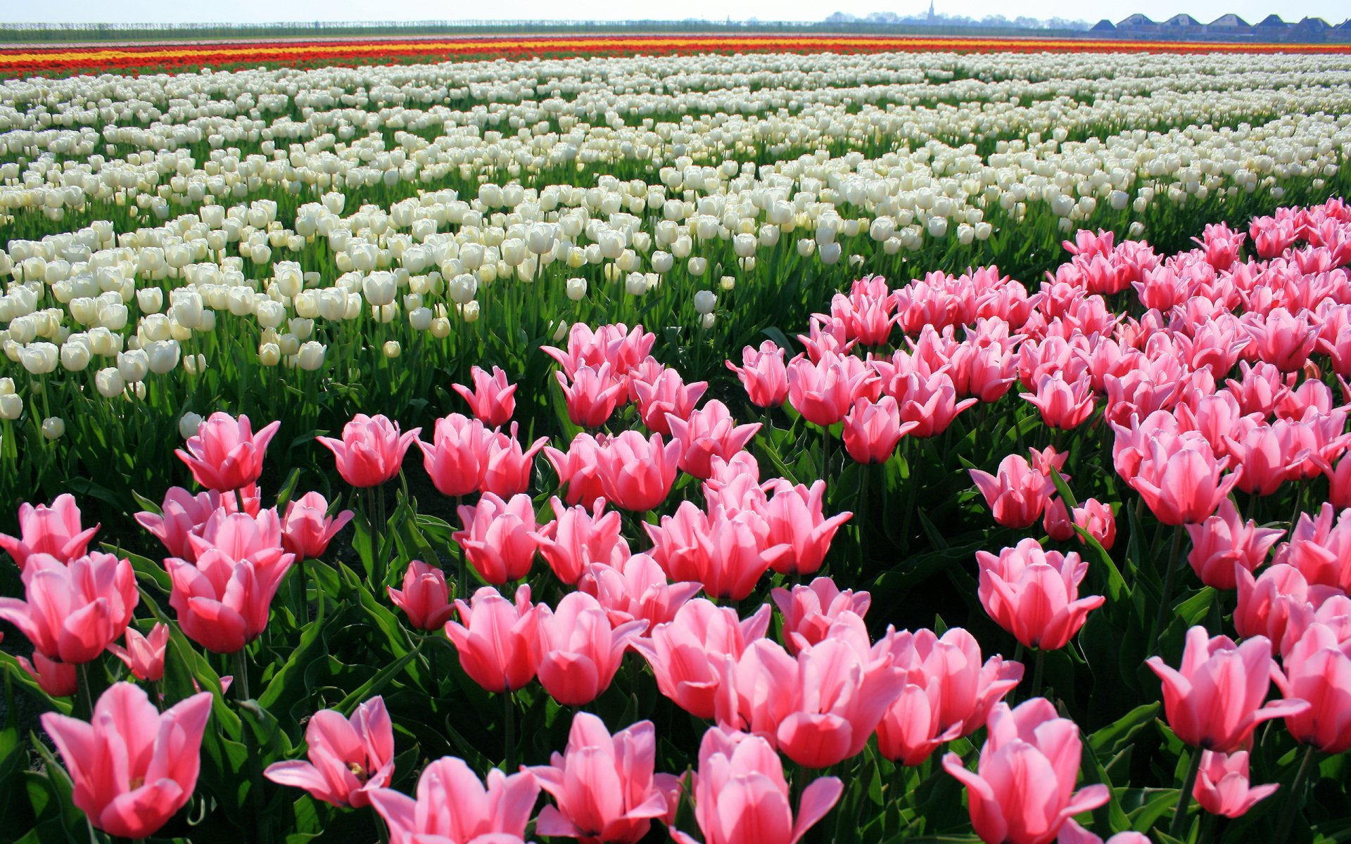 tulipanes flores brotes plantación naturaleza