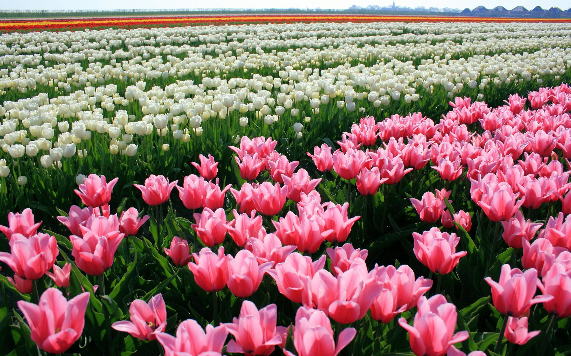 tulpen blumen knospen plantage natur
