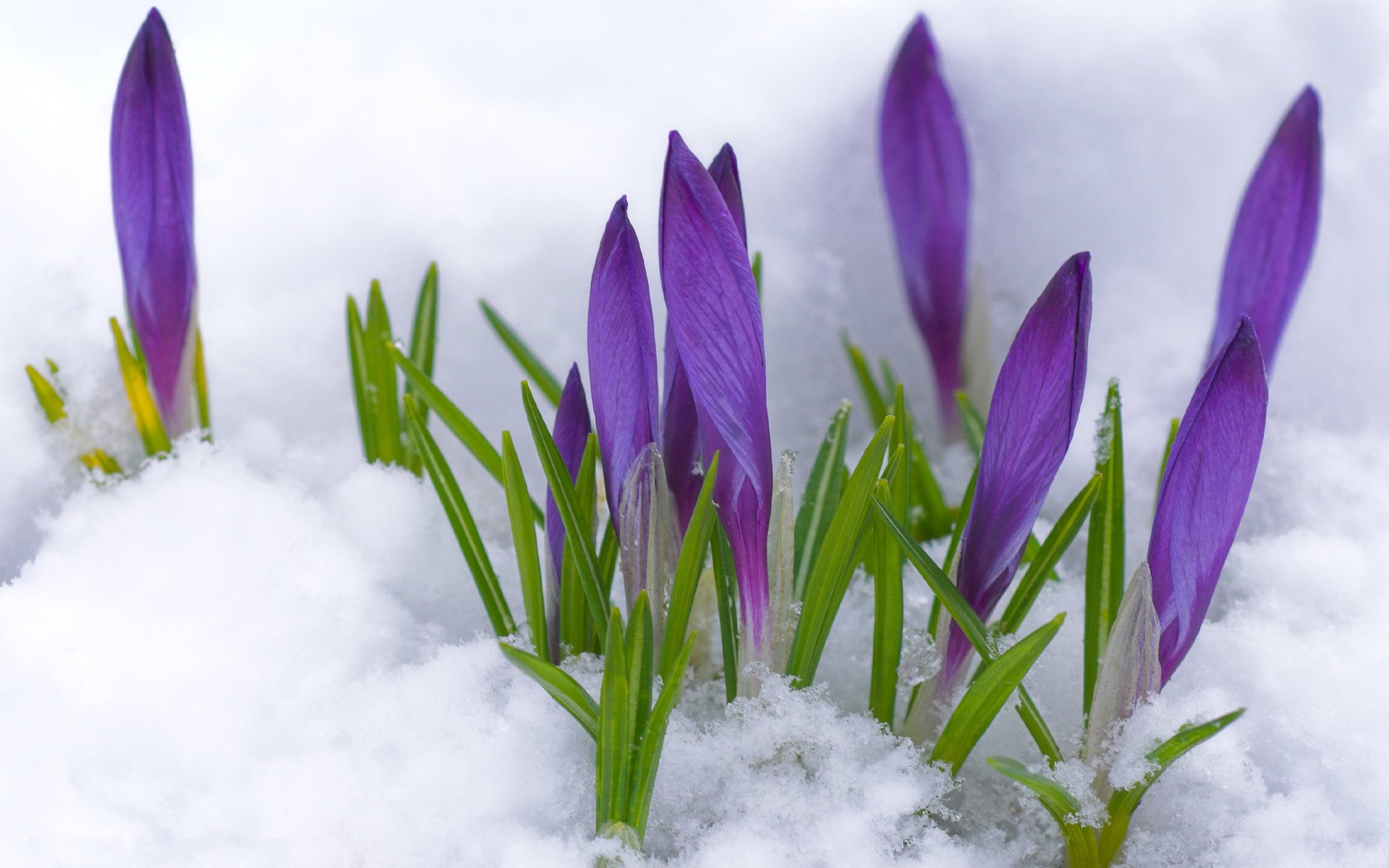 krokusse knospen lila primel schnee frühling blumen makro