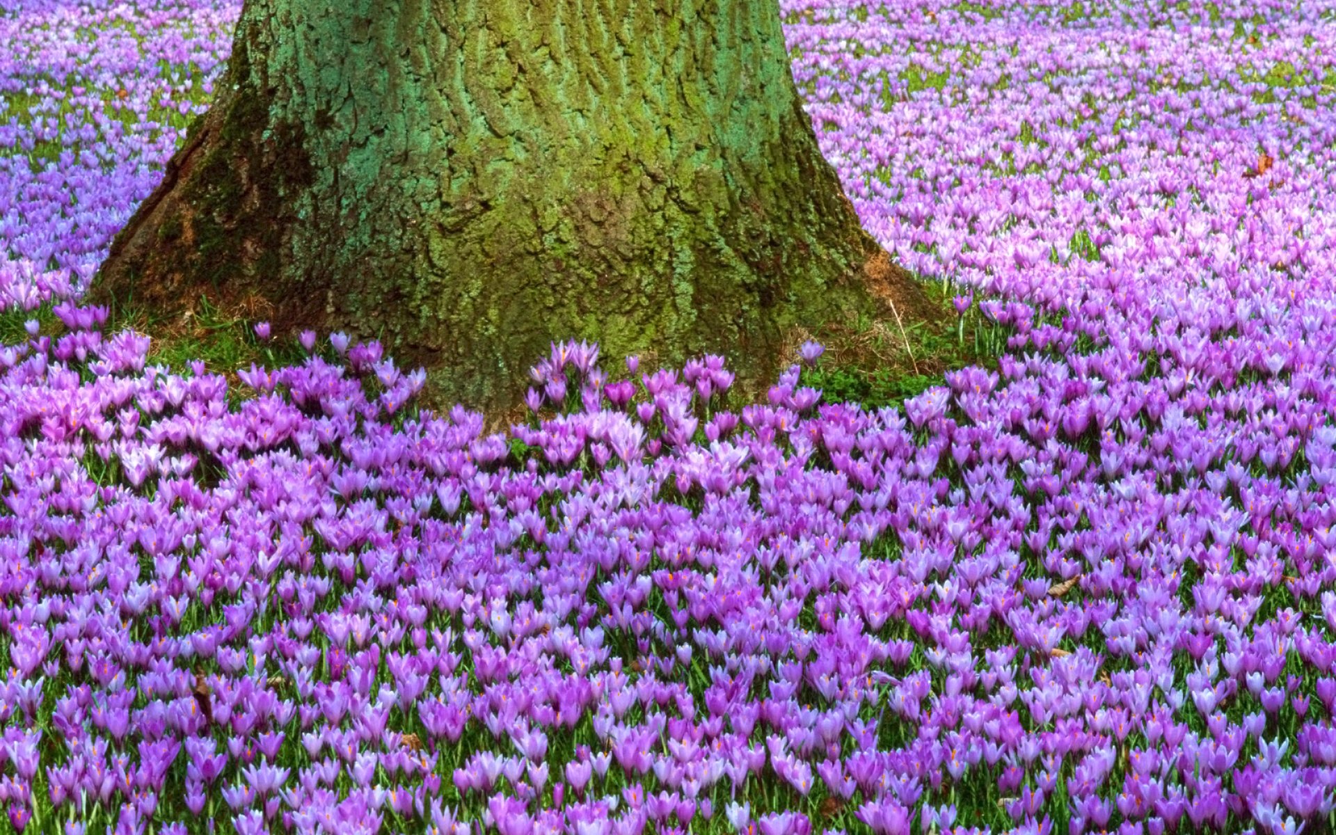 krokusse lila primel baum stamm lichtung frühling blumen natur