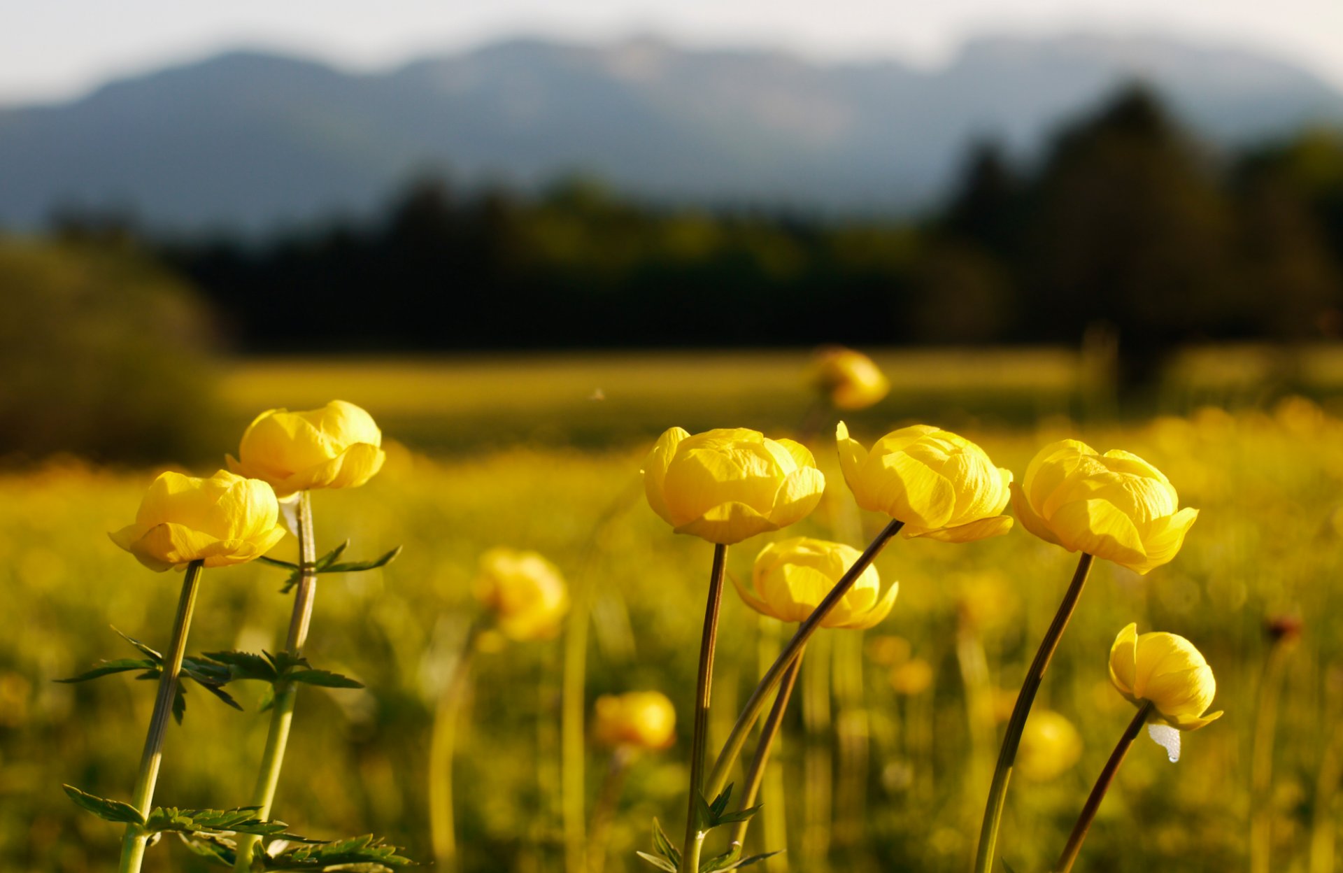 meadow flower globe flower the distance blur