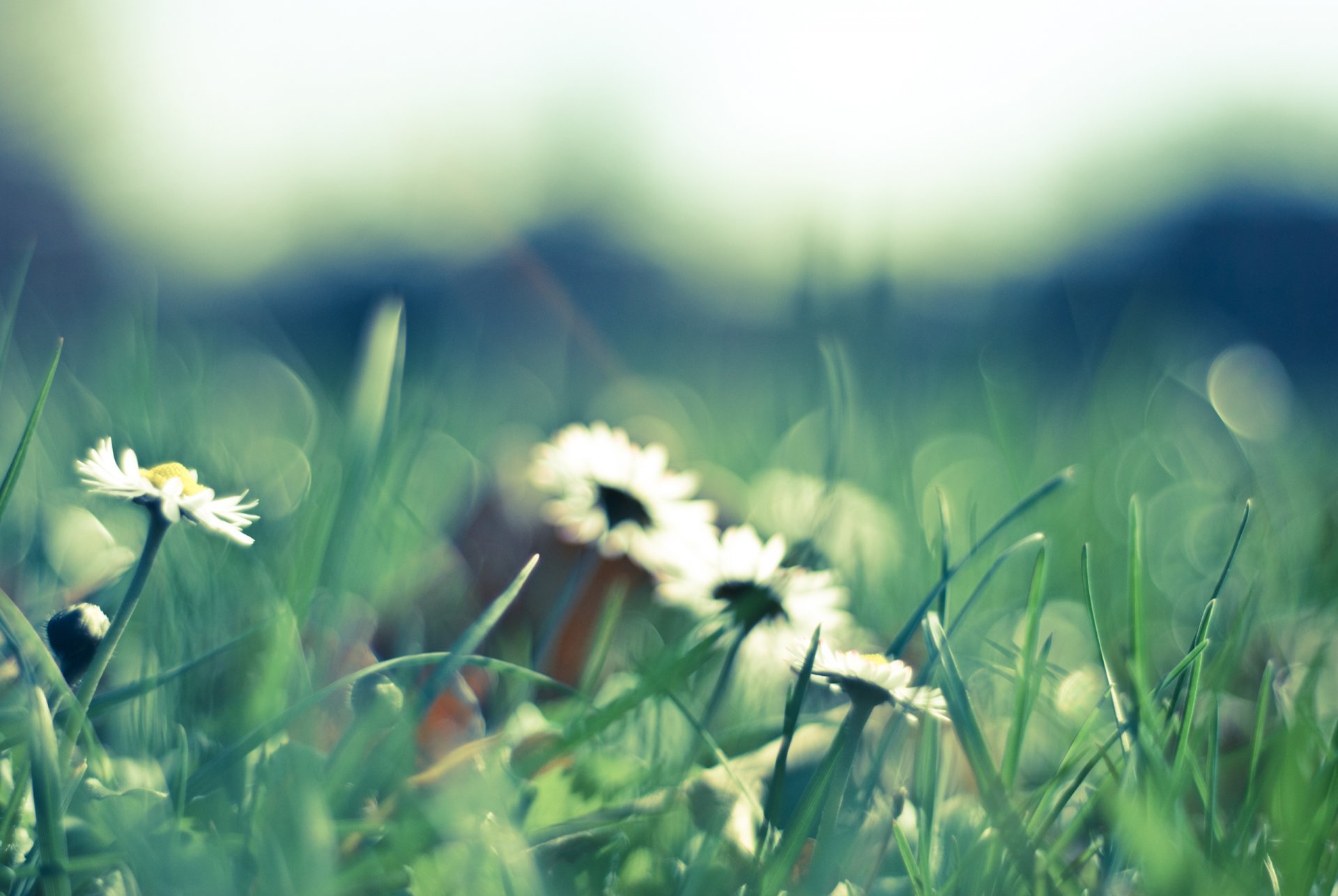 marguerites fleurs blanc pétales nature clairière herbe vert vert flou printemps gros plan