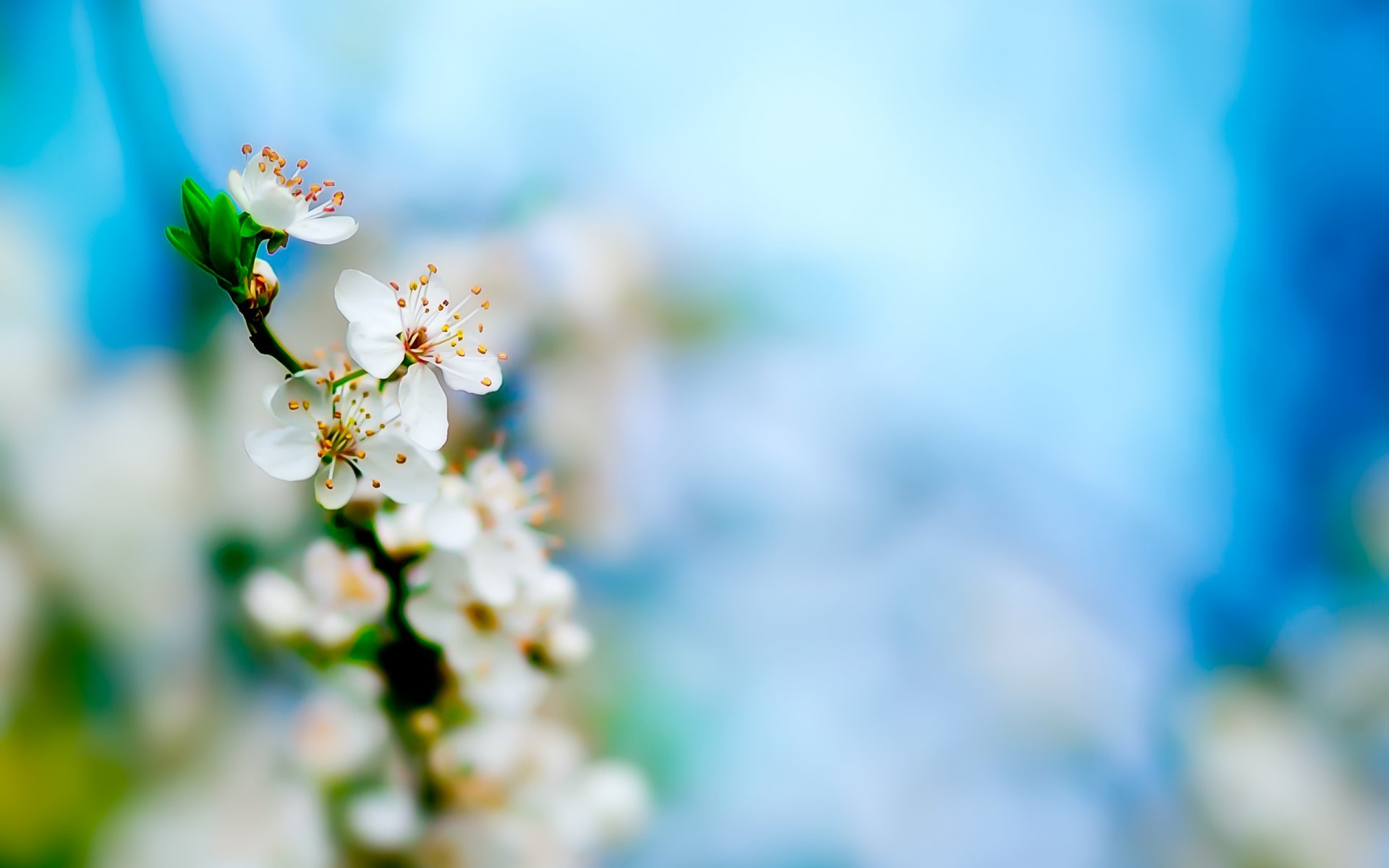 pring flowers flowering flower branch leaves buds cherry freshness fresh