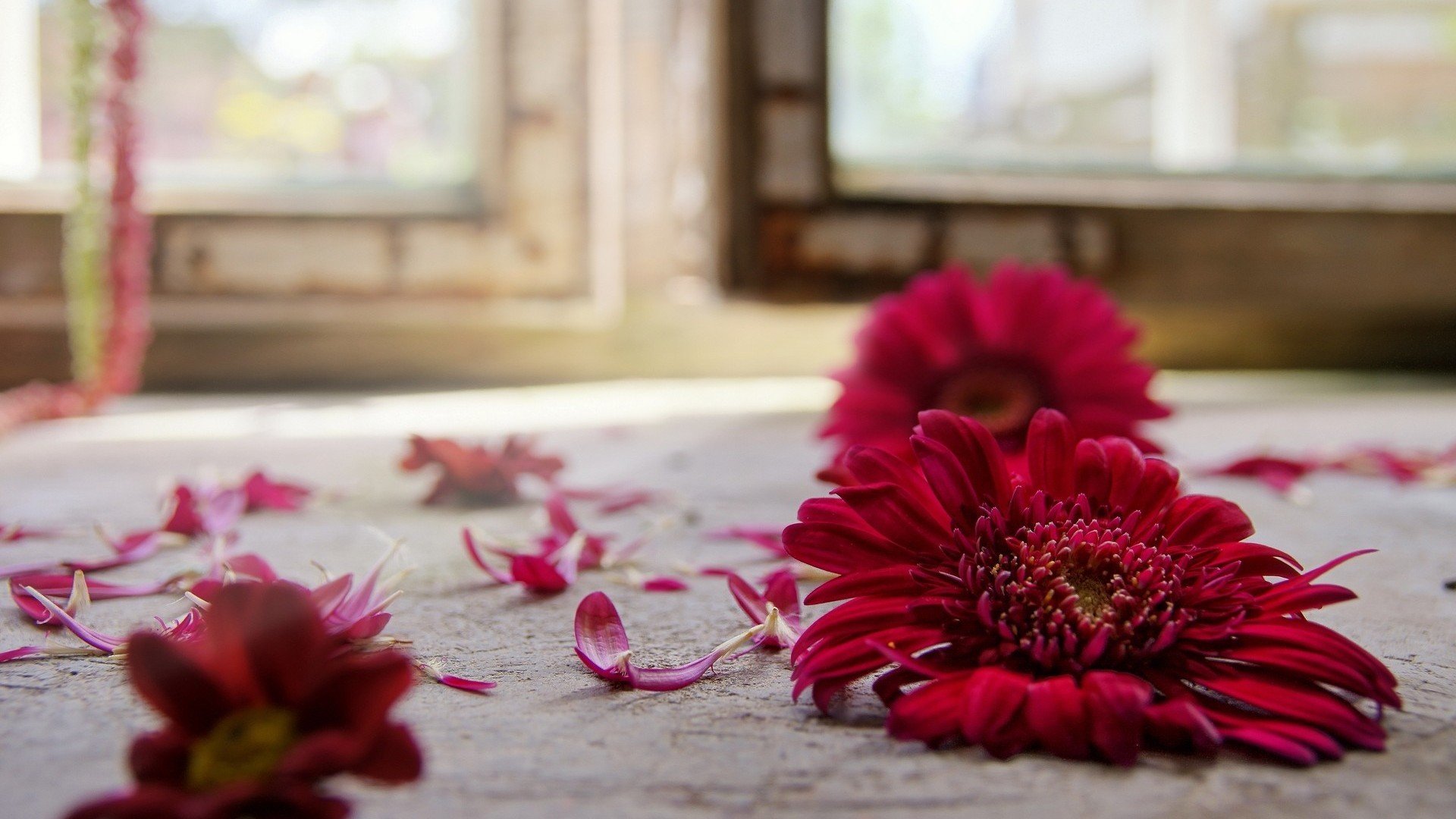 czerwony kwiat gerbera na podłodze