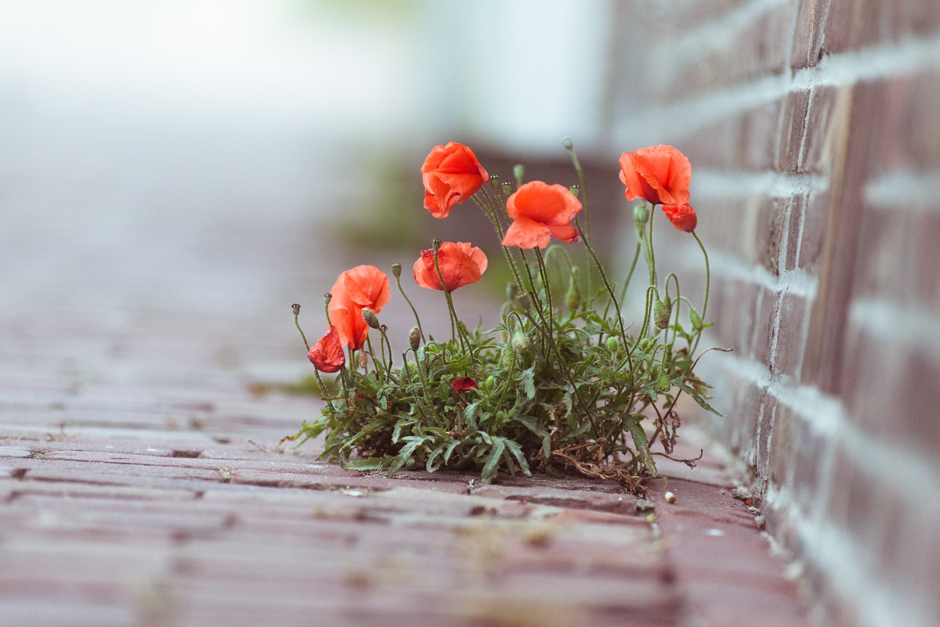 close up photo flower plant poppie