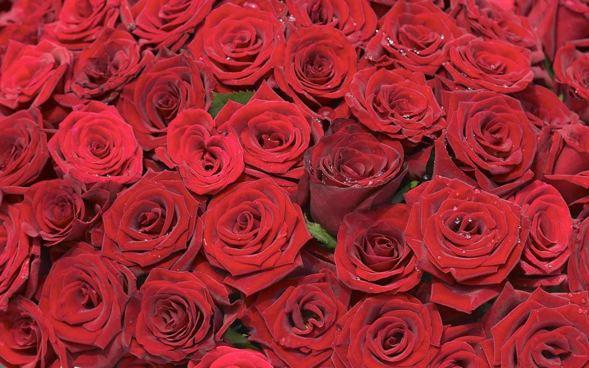 rosas brotes ramo dispersión rojo fondo