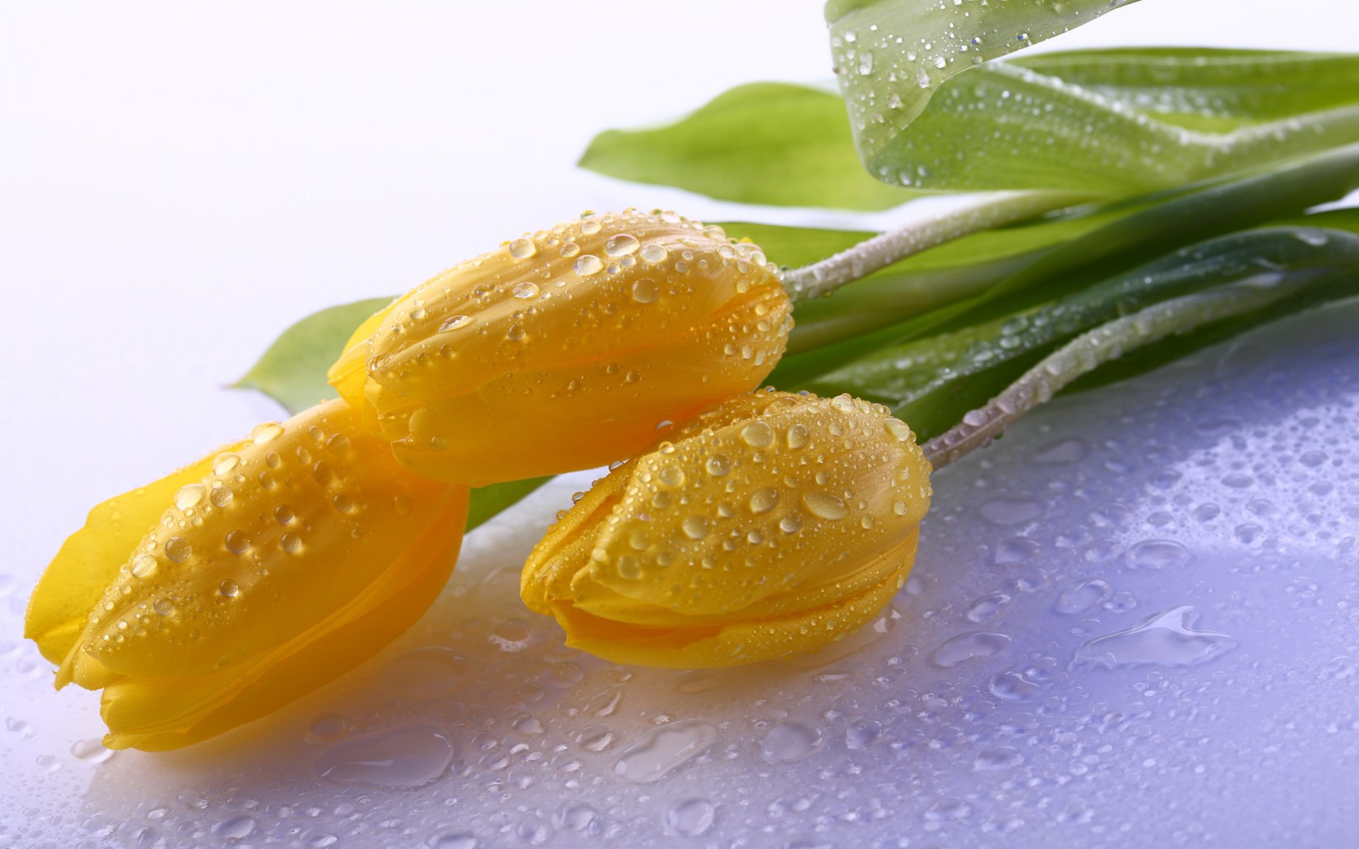 yellow tulips flower petals water droplet