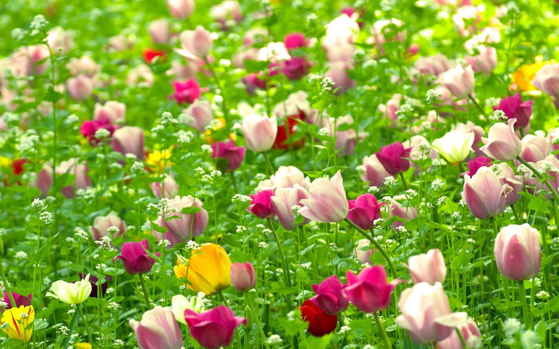 tulipany kwiaty pole rośliny wiosna natura