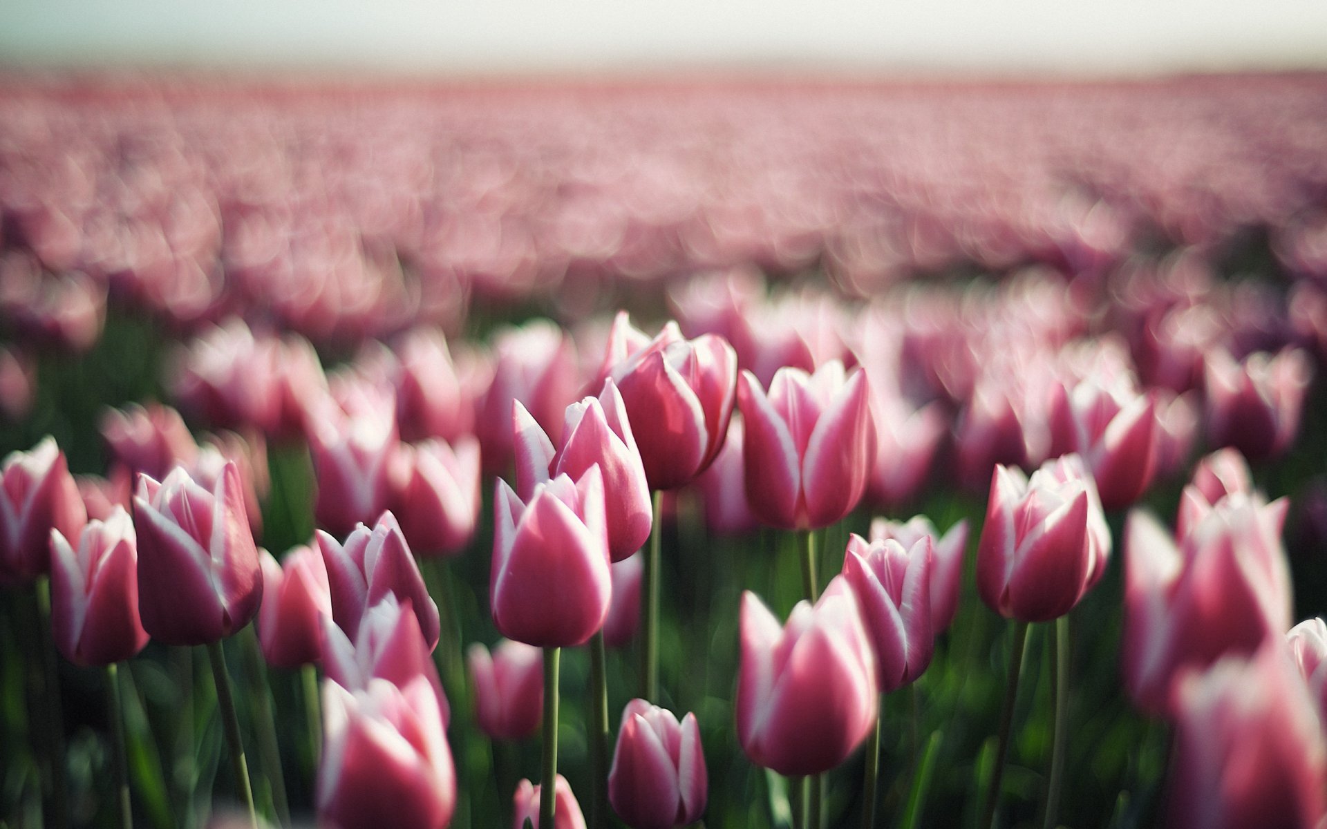 tulips tulip flowers flower buds spring