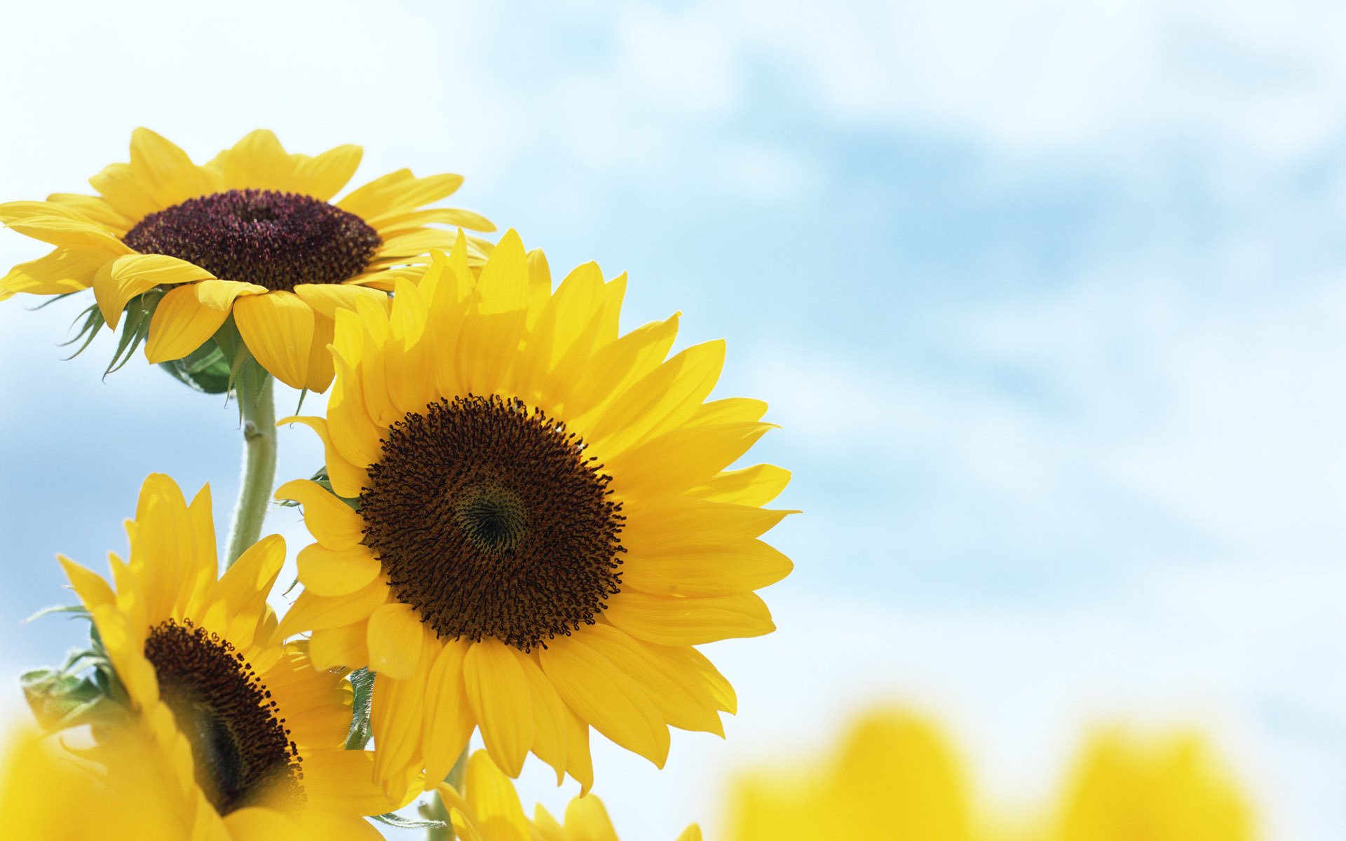 girasoles amarillo verano flores desenfoque