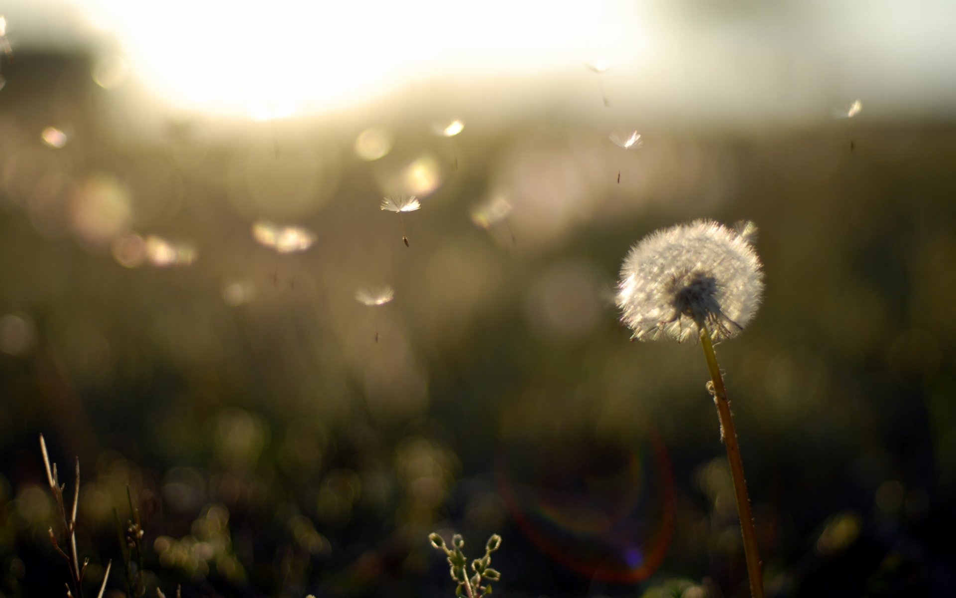 nature field plants evening sunset dandelion fluff lightness wallpaper background