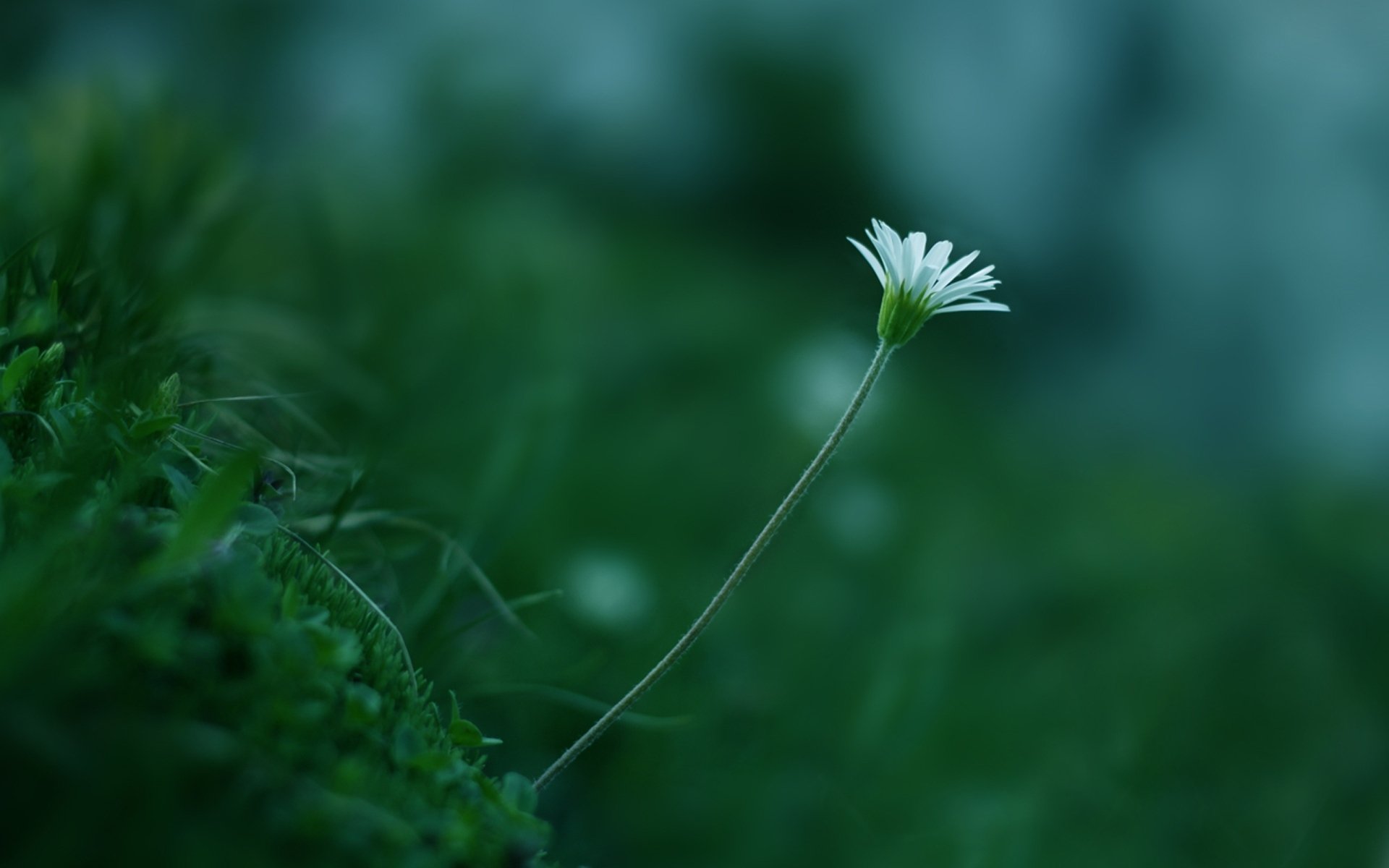 flower white the stem grass green plant flowers close up