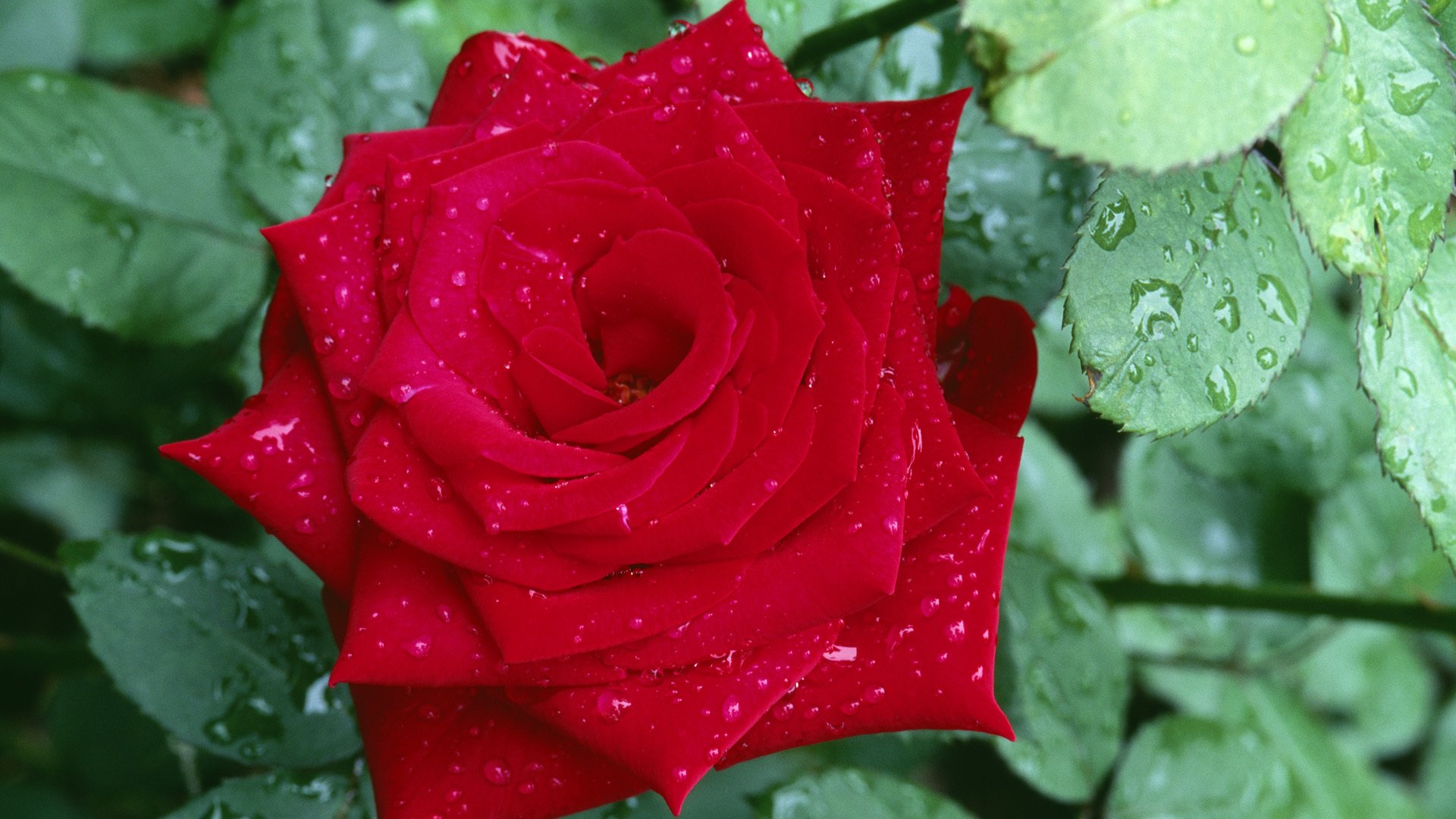 flower rose red petals leaves drops rosa close up