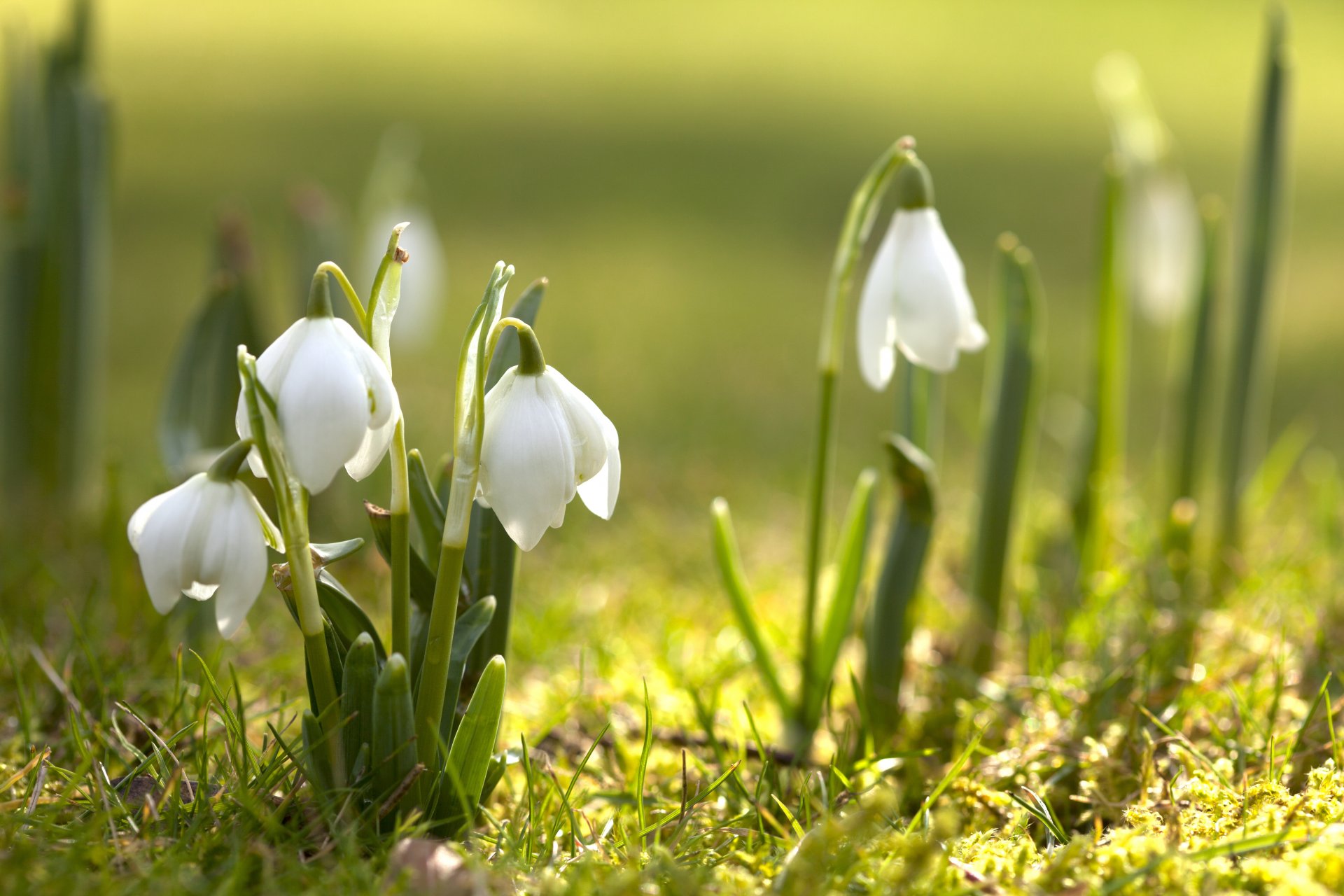 campanillas de invierno flores prímula floración primavera naturaleza