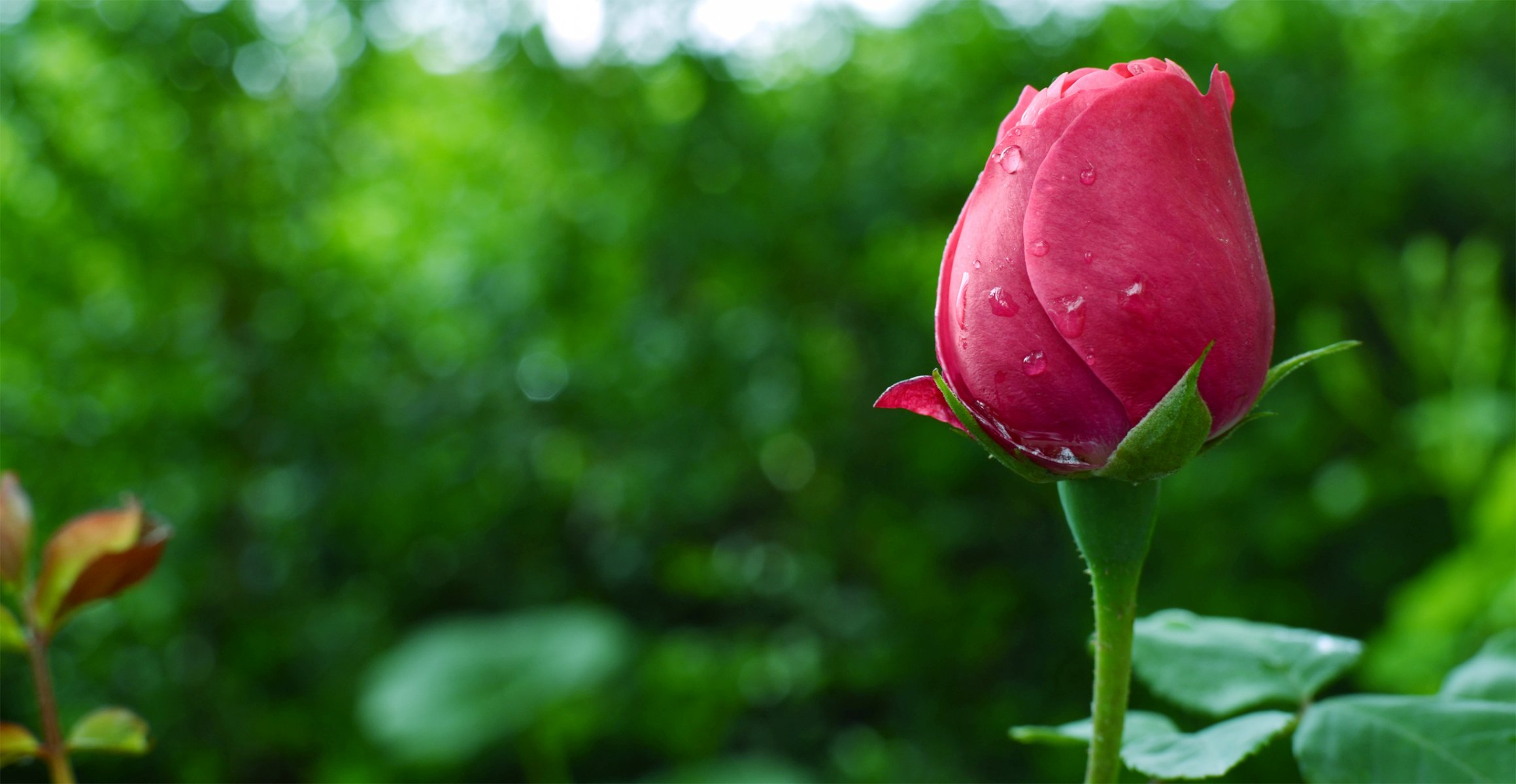 fleur rose bourgeon gouttes