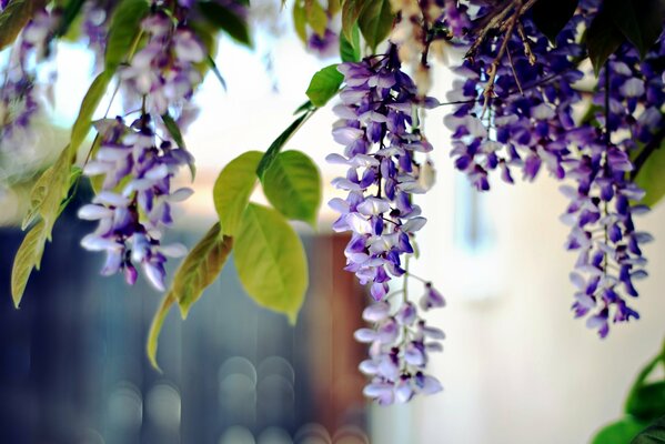 Purple flowers are a great idea for a computer background