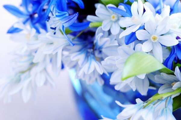 Bouquet délicat de fleurs blanches et bleues