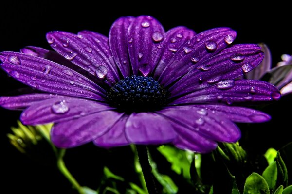 Flor púrpuracon gotas de rocío sobre un fondo oscuro