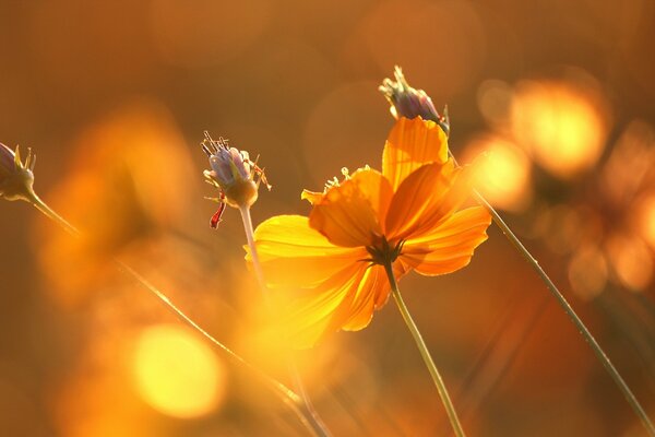 Highlights of red flowers in the sunset light