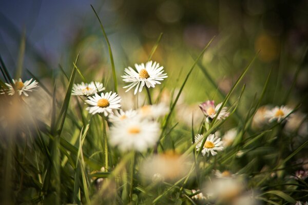 Feldkamillen sind die Blumen des Sommers