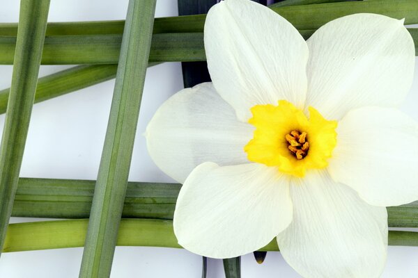 Blume auf einem grünen Mesh-Hintergrund