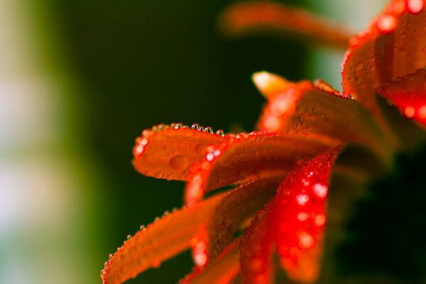 Red variegated flower with drops of race